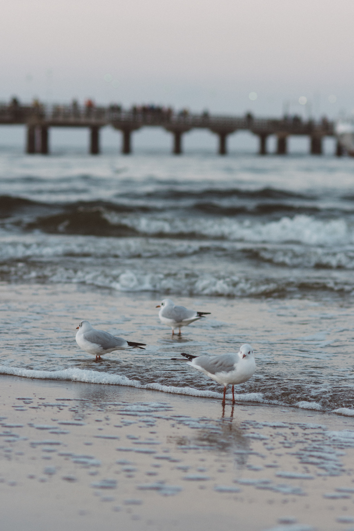 Nikon D7100 + Nikon AF Nikkor 85mm F1.8D sample photo. Seagulls photography