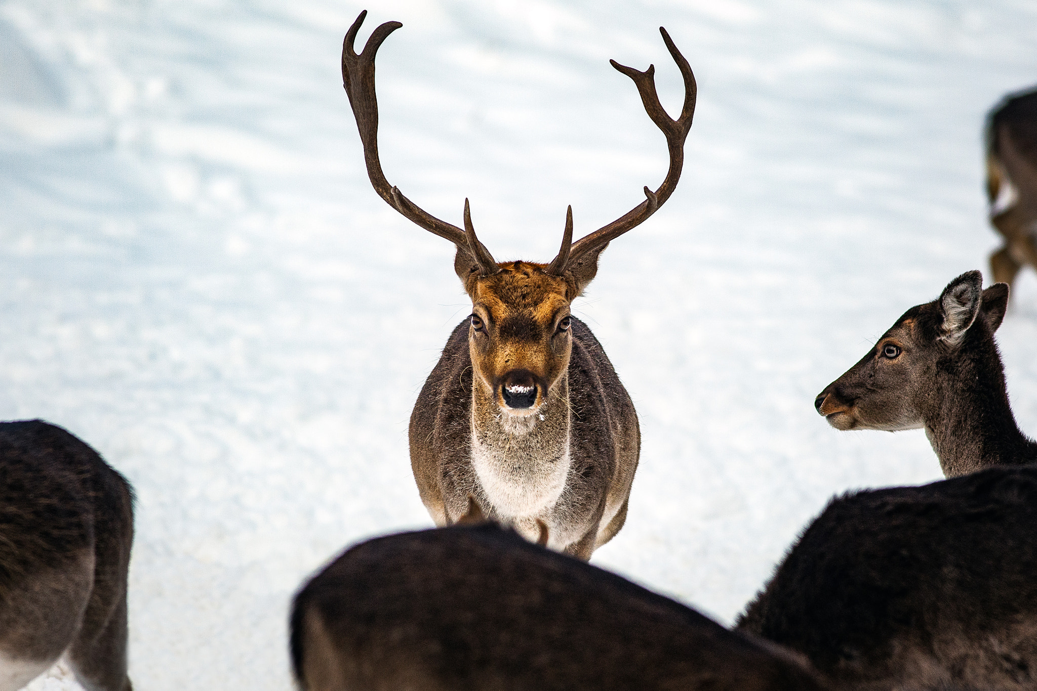 Canon EF 400mm F5.6L USM sample photo. Hart photography