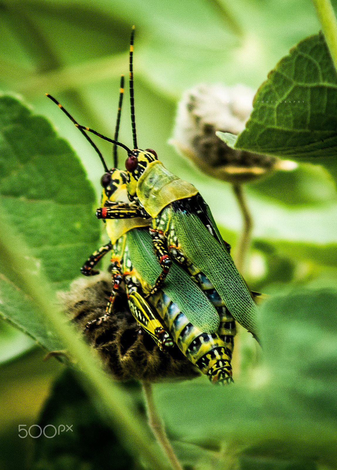 Nikon D5200 + AF Zoom-Nikkor 70-210mm f/4 sample photo. H o p p i n g photography