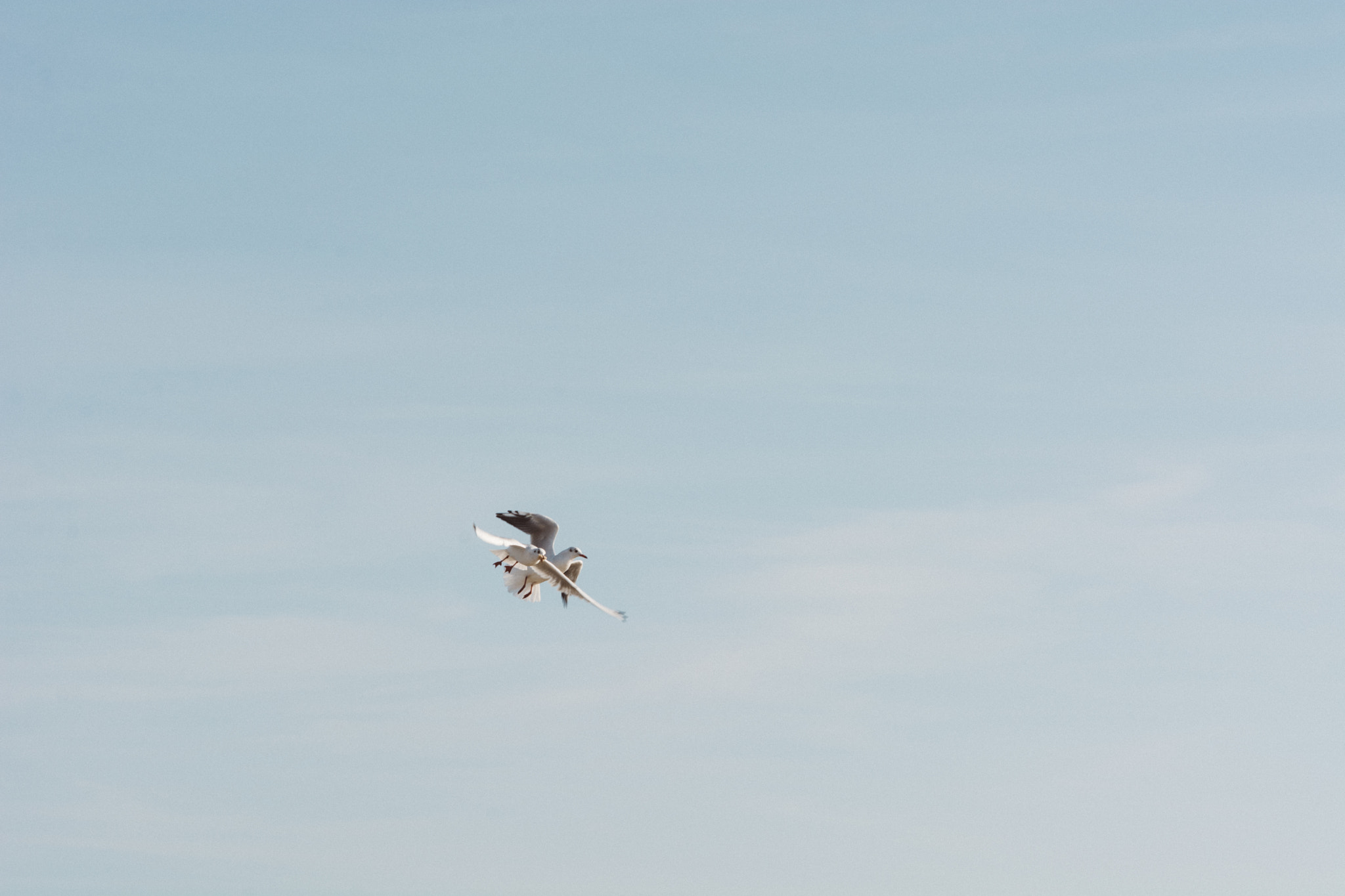 Nikon D7100 + Nikon AF Nikkor 85mm F1.8D sample photo. Fly together photography