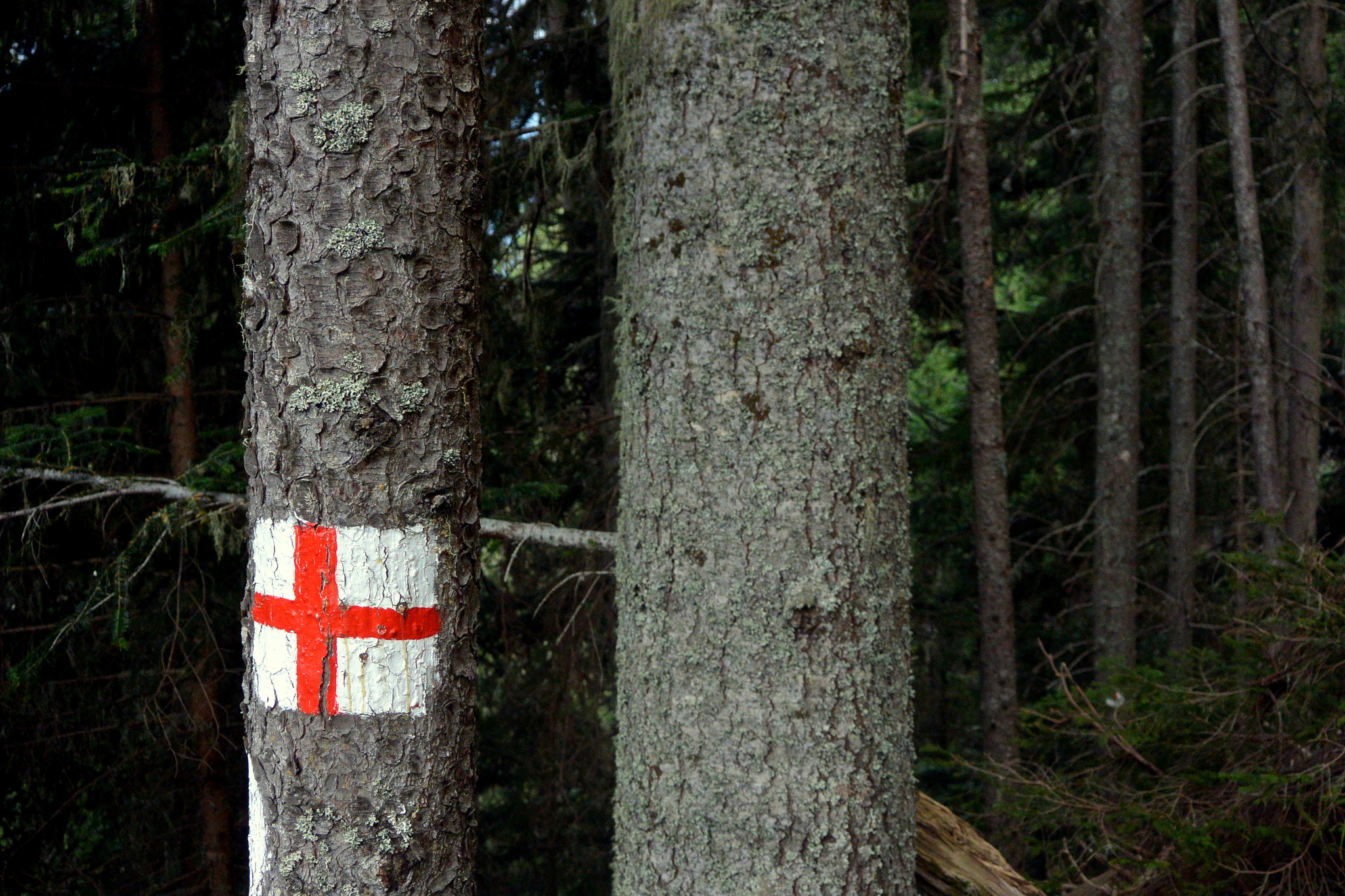 Nikon 1 J3 sample photo. Tree with red cross photography