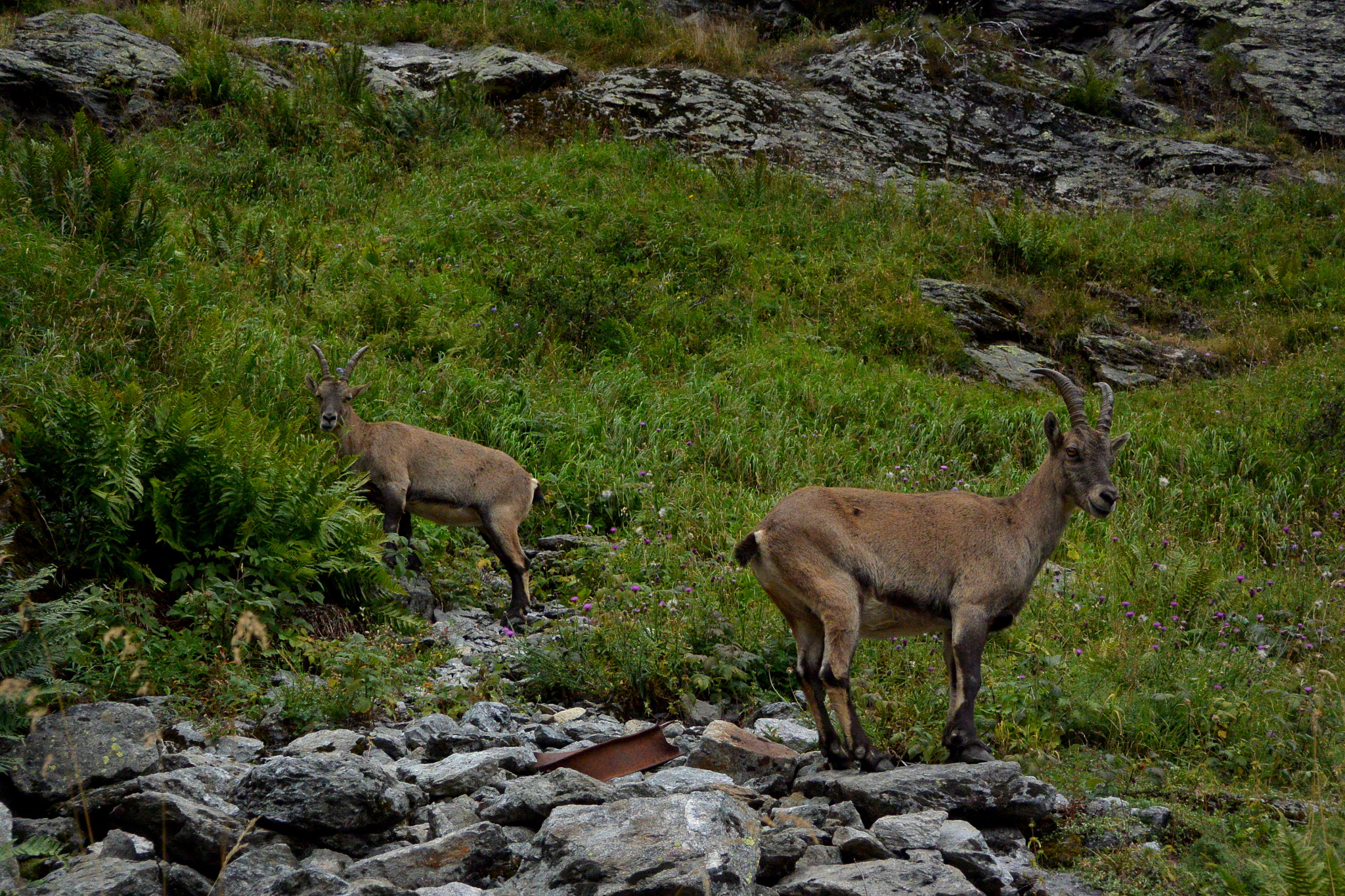 Nikon 1 J3 sample photo. Mountain goats photography