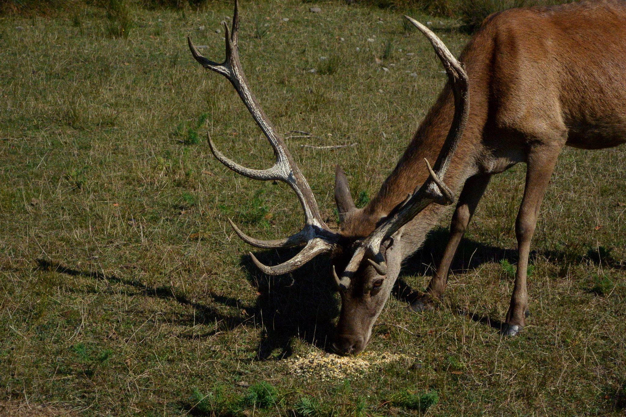 Nikon 1 J3 sample photo. Deer, eating photography