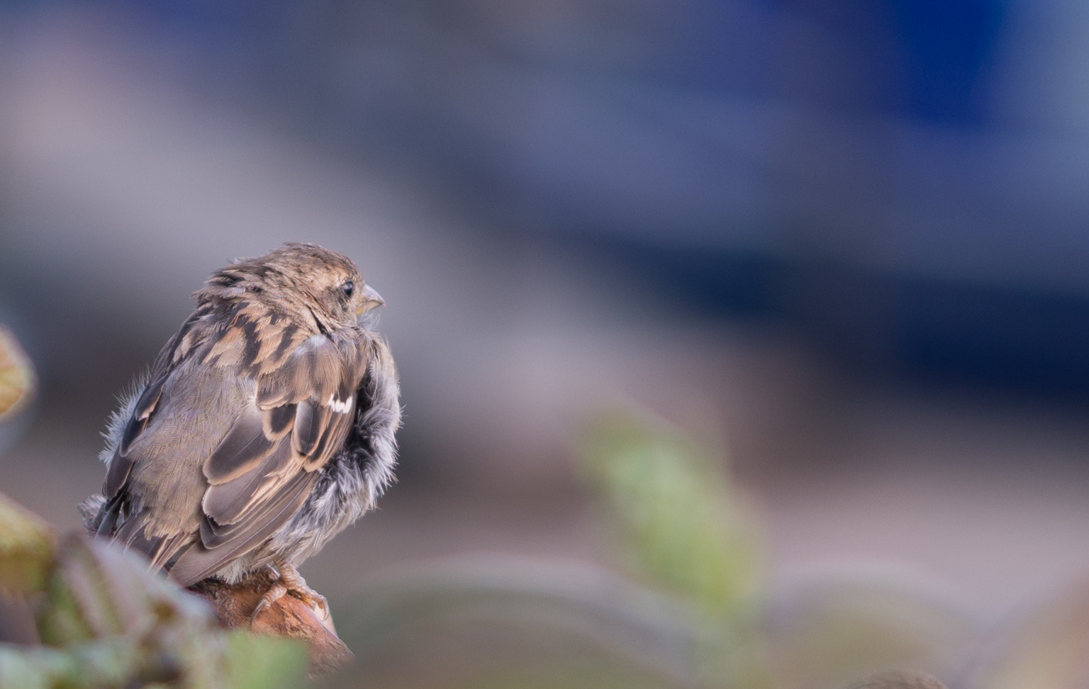 Sigma 105mm F2.8 EX DG OS HSM sample photo. Lonely sparrow photography