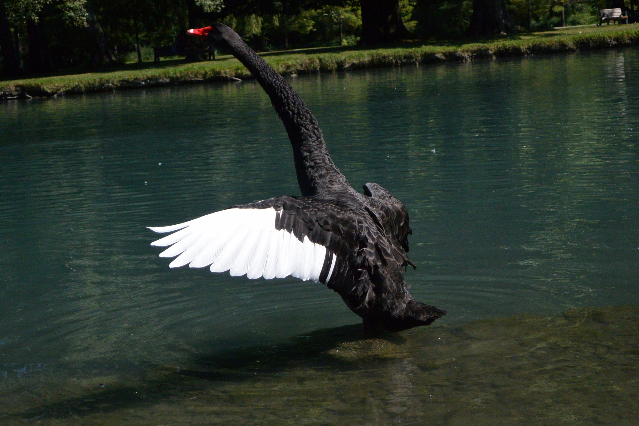 Nikon 1 J3 sample photo. Black swan photography
