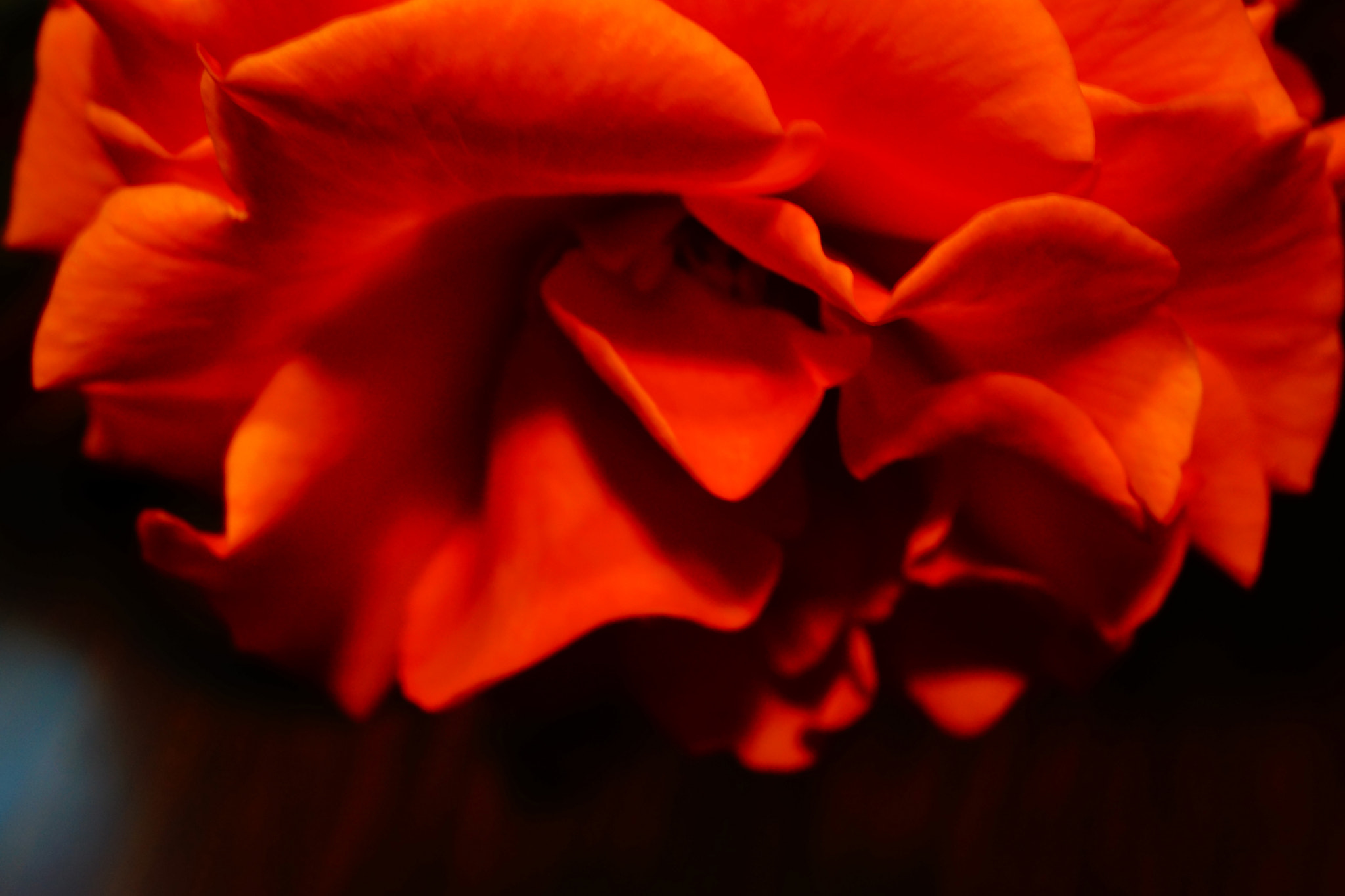Sony Alpha NEX-7 + Sony E 30mm F3.5 Macro sample photo. Red photography