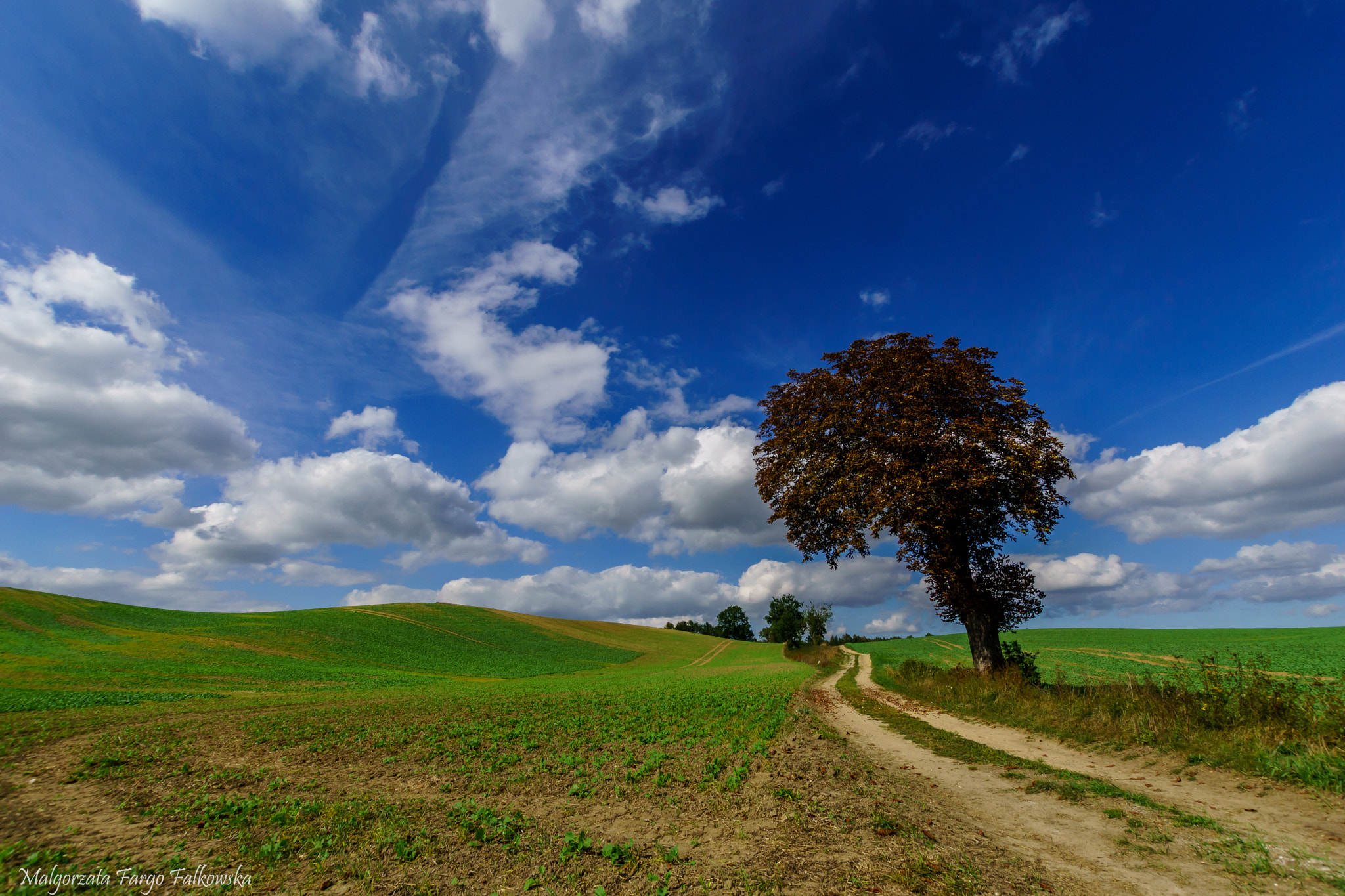 Sony ILCA-77M2 + Sigma 10-20mm F3.5 EX DC HSM sample photo. Lone tree photography