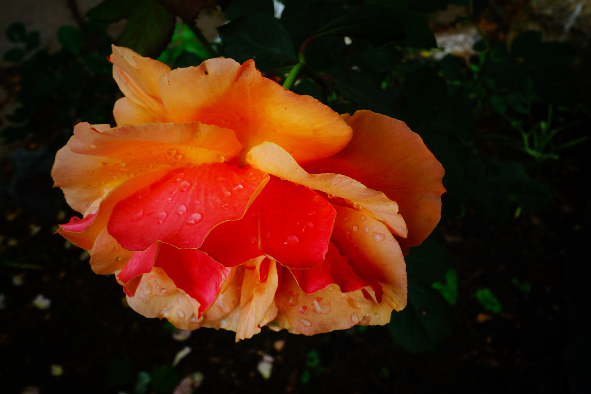 Sony Alpha NEX-7 sample photo. Rose photography