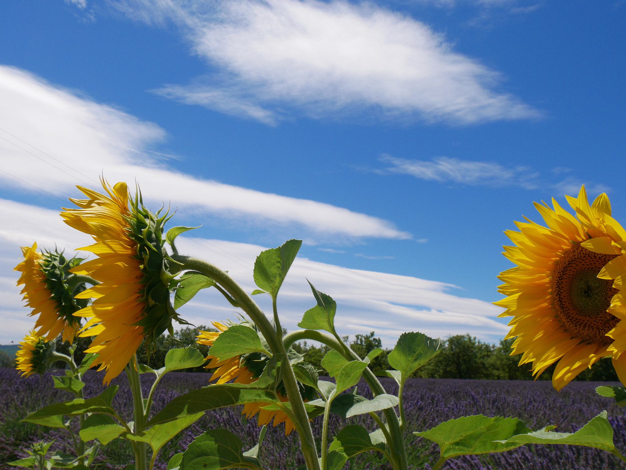 Panasonic Lumix DMC-GM5 sample photo. Love photography