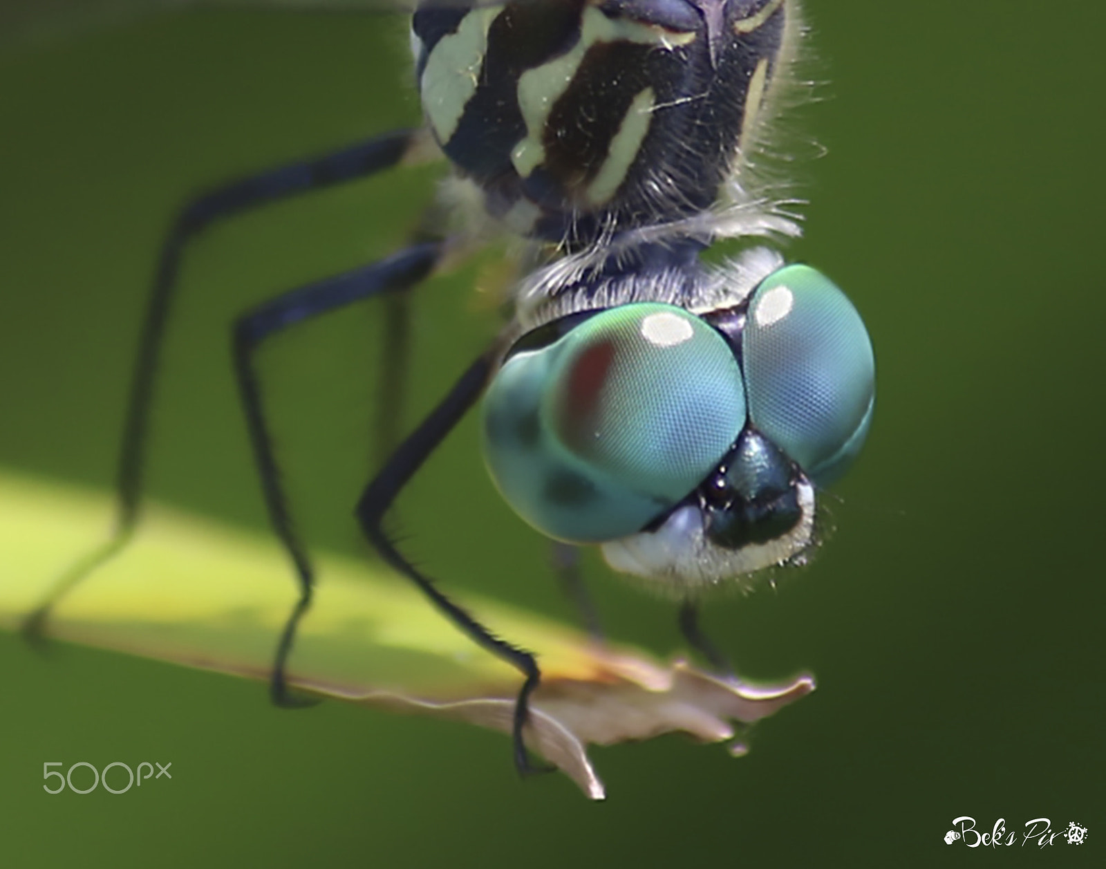 Canon EF-S 55-250mm F4-5.6 IS sample photo. Eyes the guy photography