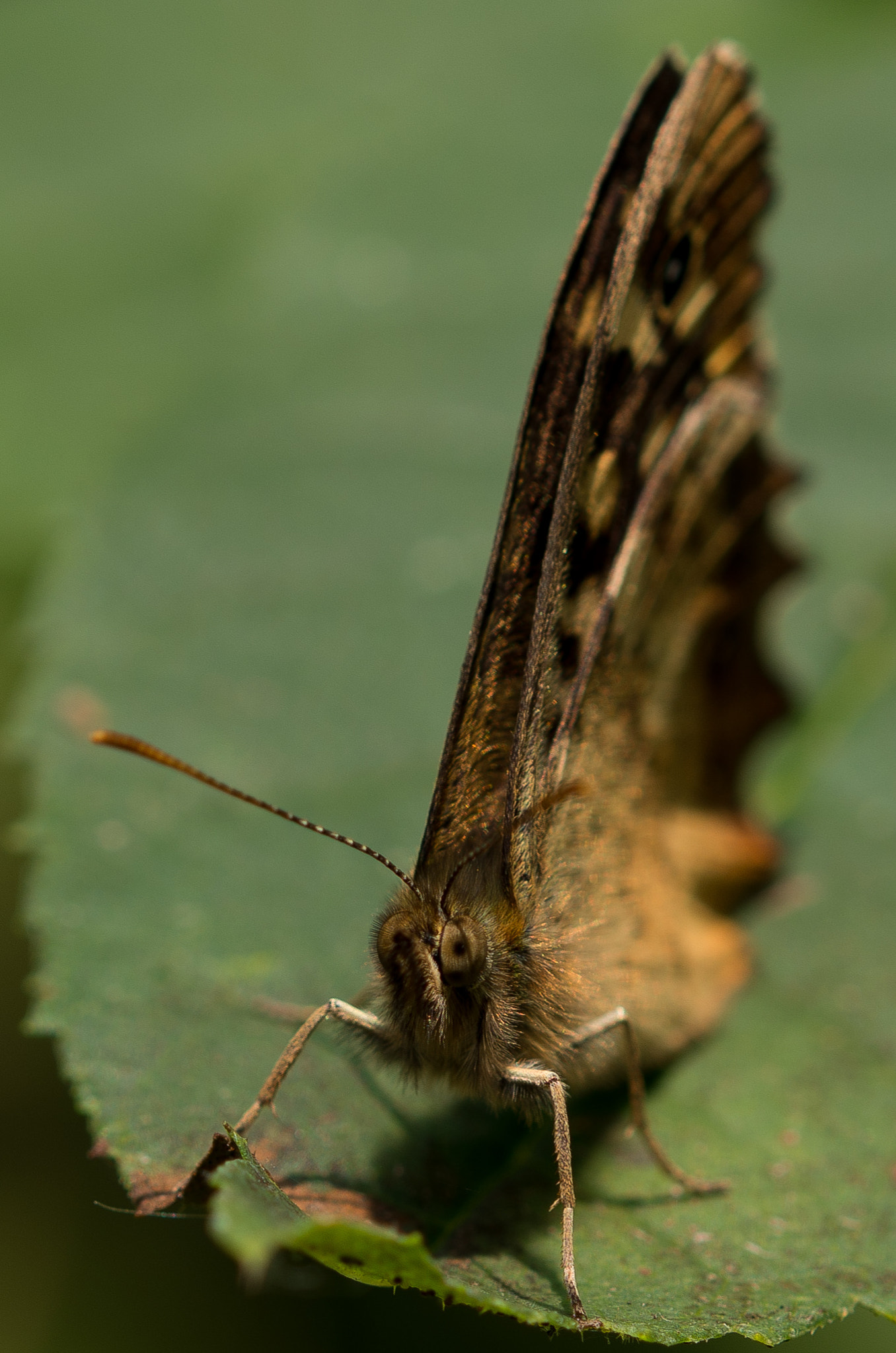 Sigma 105mm F2.8 EX DG OS HSM sample photo. Butterfly sun photography