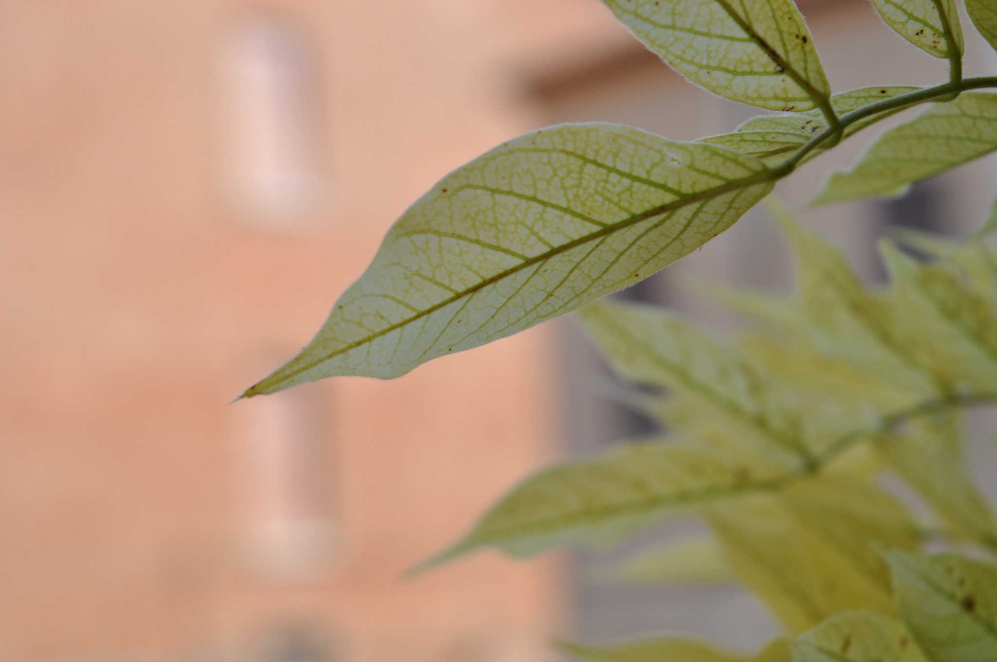Nikon D5000 sample photo. Leaves photography