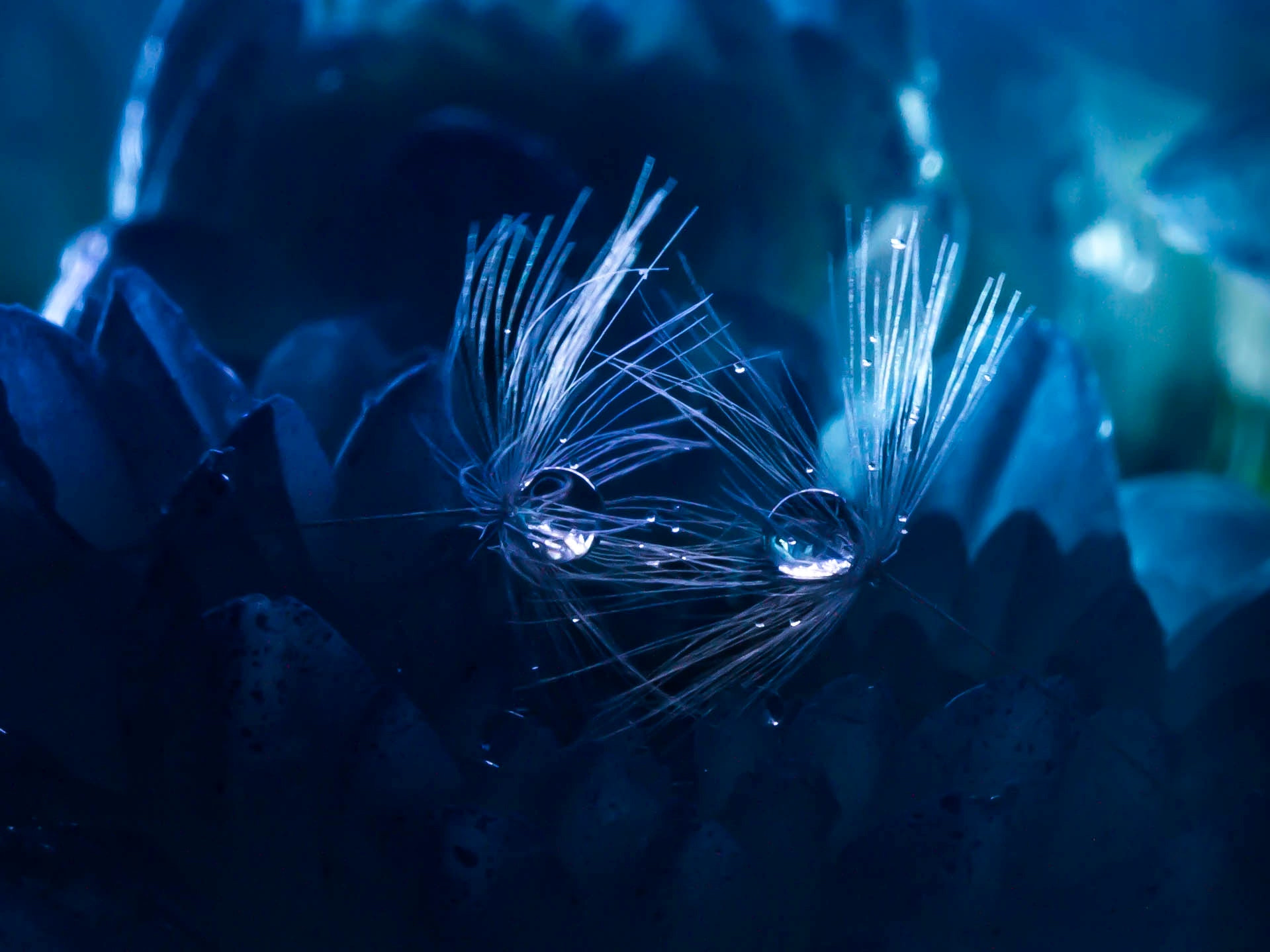 Canon EF 100mm F2.8 Macro USM sample photo. Shadows of the night photography