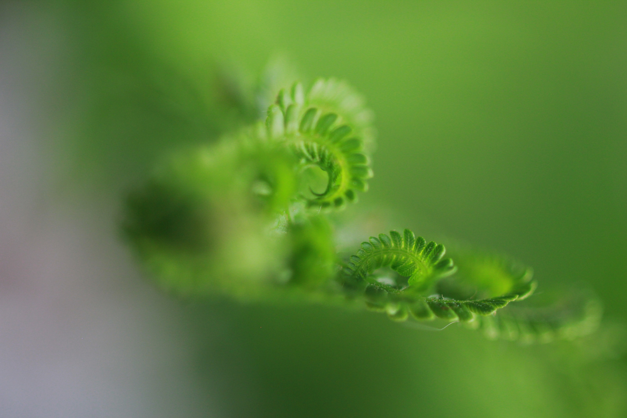 ZEISS Makro-Planar T* 50mm F2 sample photo