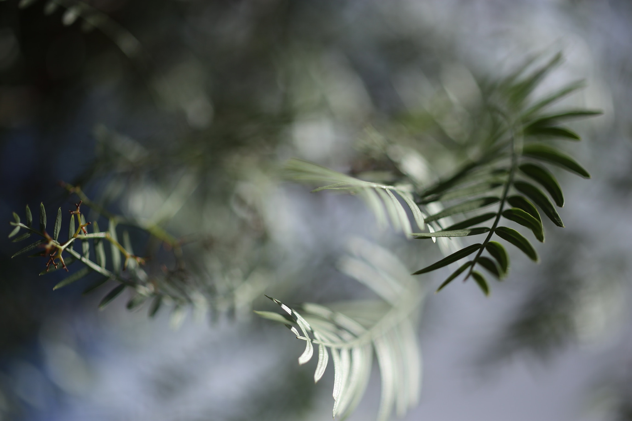 ZEISS Makro-Planar T* 50mm F2 sample photo