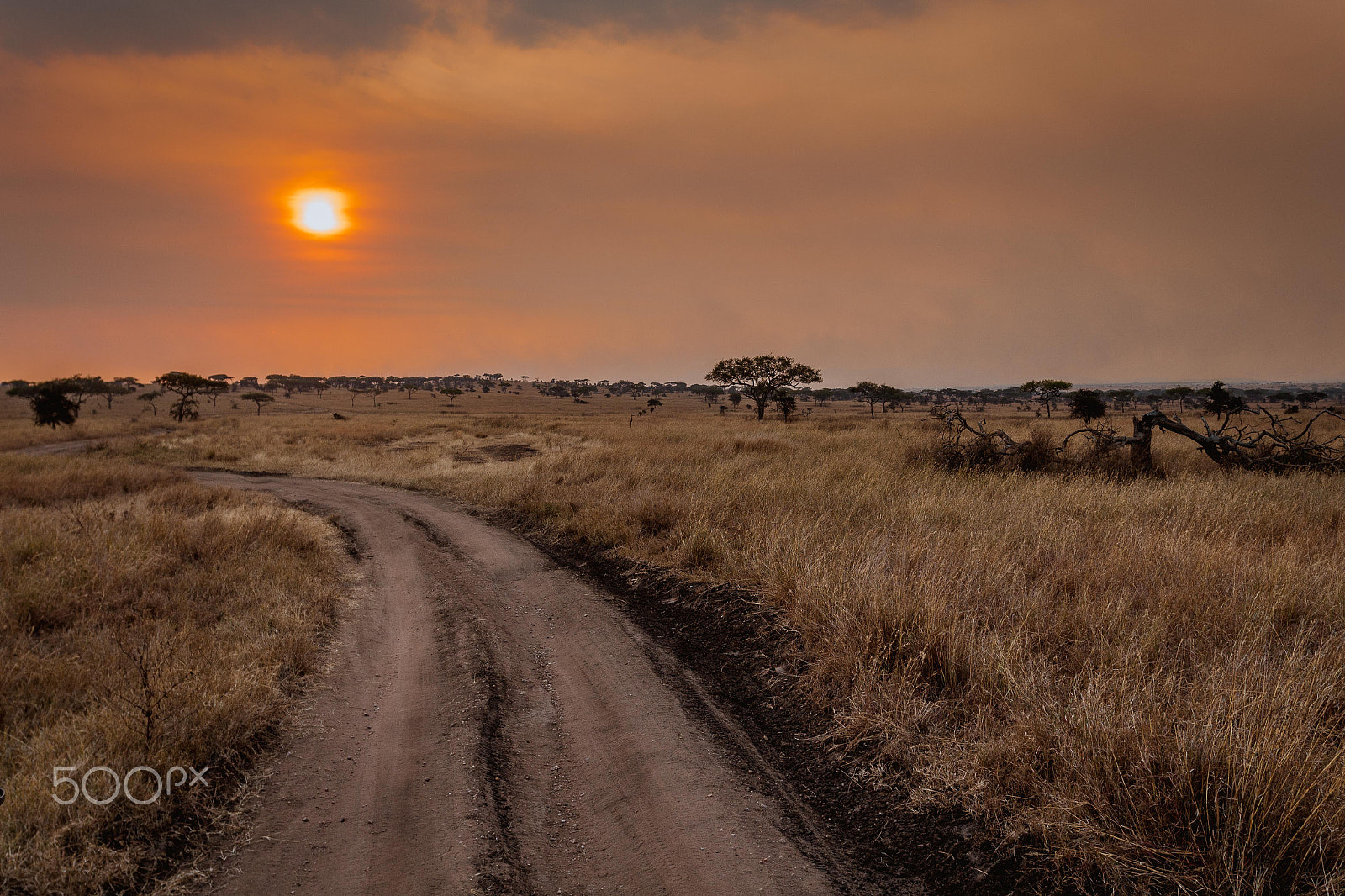 Canon EOS 650D (EOS Rebel T4i / EOS Kiss X6i) + Canon EF 17-40mm F4L USM sample photo. Serengeti photography