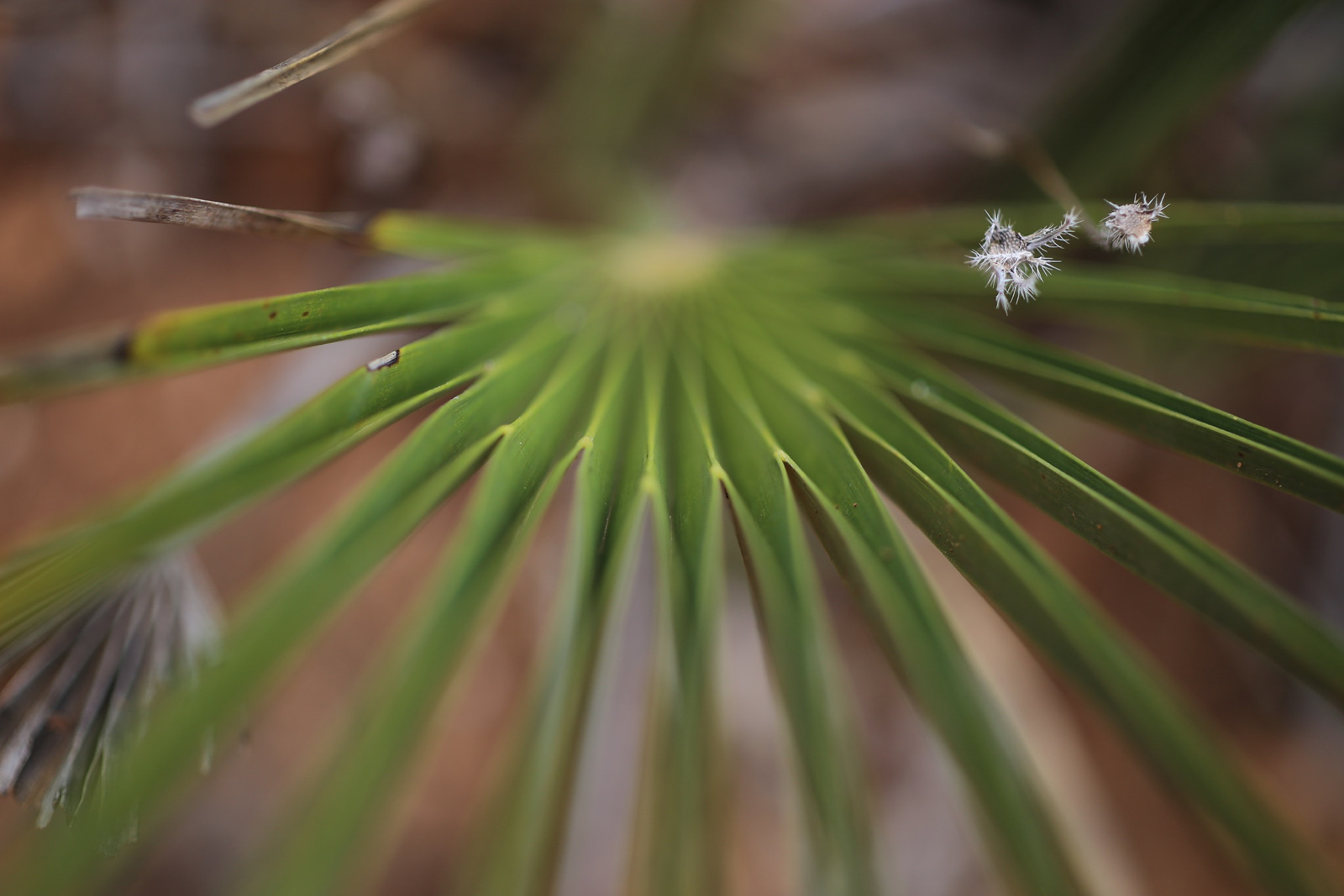 ZEISS Makro-Planar T* 50mm F2 sample photo