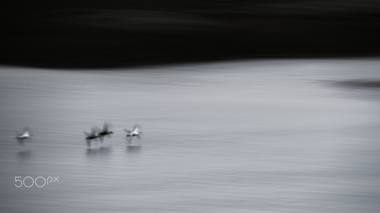 Sigma 150-500mm F5-6.3 DG OS HSM sample photo. Ærfugl i flukt. photography