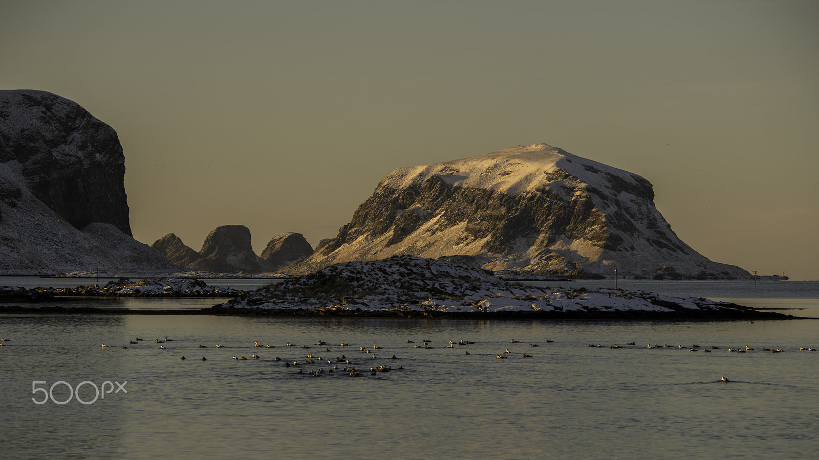Sigma 150-500mm F5-6.3 DG OS HSM sample photo. Ærfugl i eventyrland photography