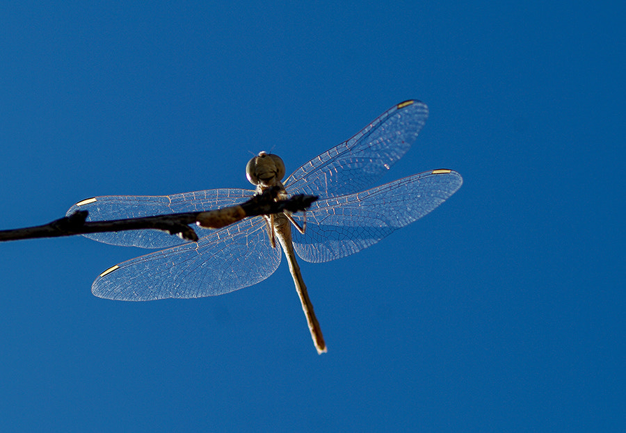 Pentax K20D + smc PENTAX-FA Macro 100mm F2.8 sample photo. Dragonfly photography