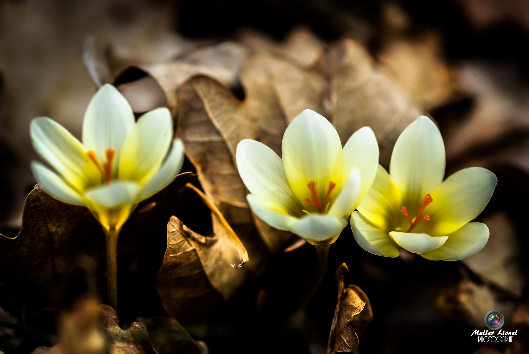 Nikon AF-S Micro-Nikkor 105mm F2.8G IF-ED VR sample photo. Nature photography