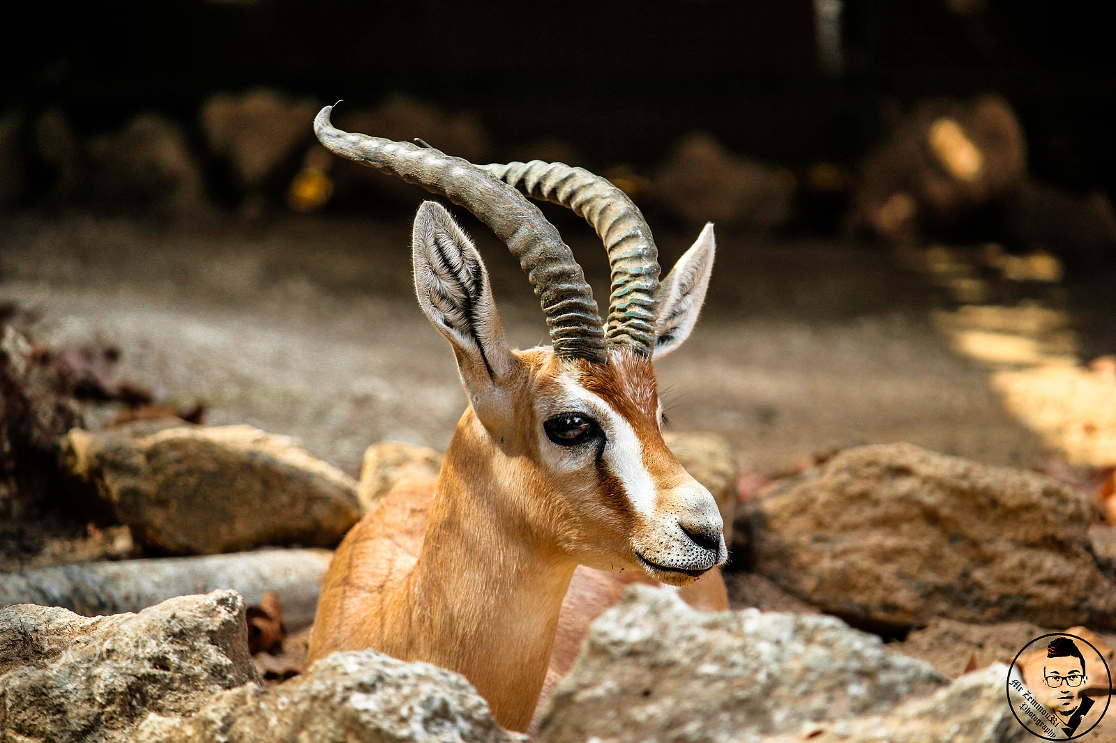 Canon EF-S 55-250mm F4-5.6 IS STM sample photo. Dorcas gazelle photography
