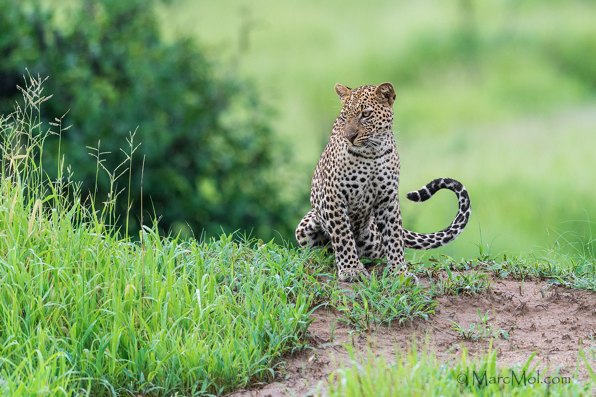 Nikon D4 + Nikon AF-S Nikkor 500mm F4G ED VR sample photo. Emerald season leopard photography