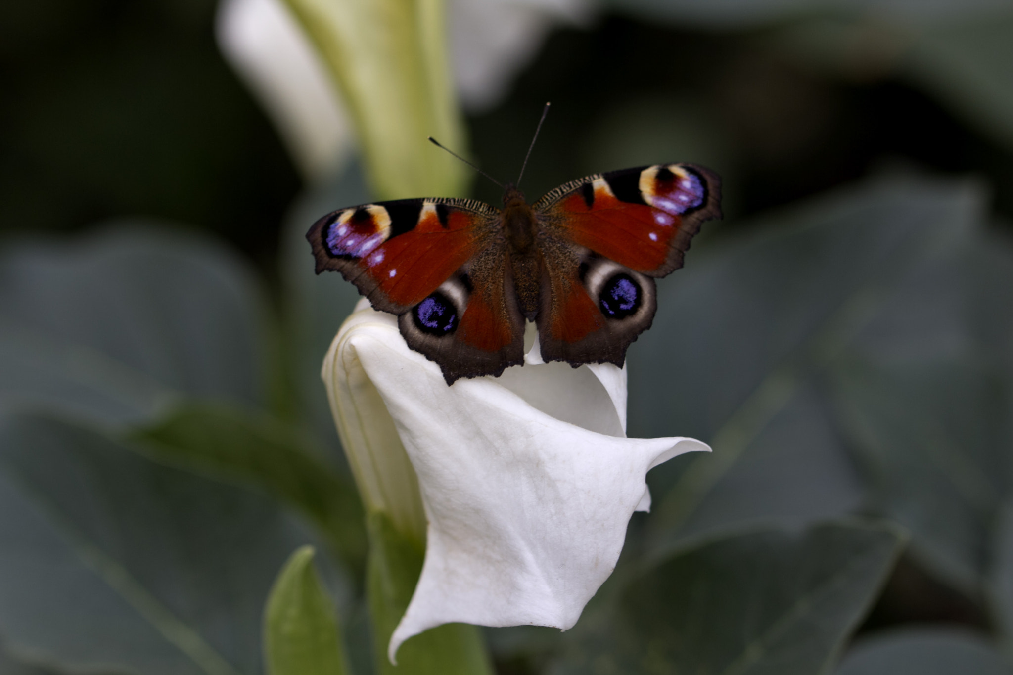 Canon EOS 60D + Canon EF 100mm F2.8L Macro IS USM sample photo. Inachis io.jpg photography