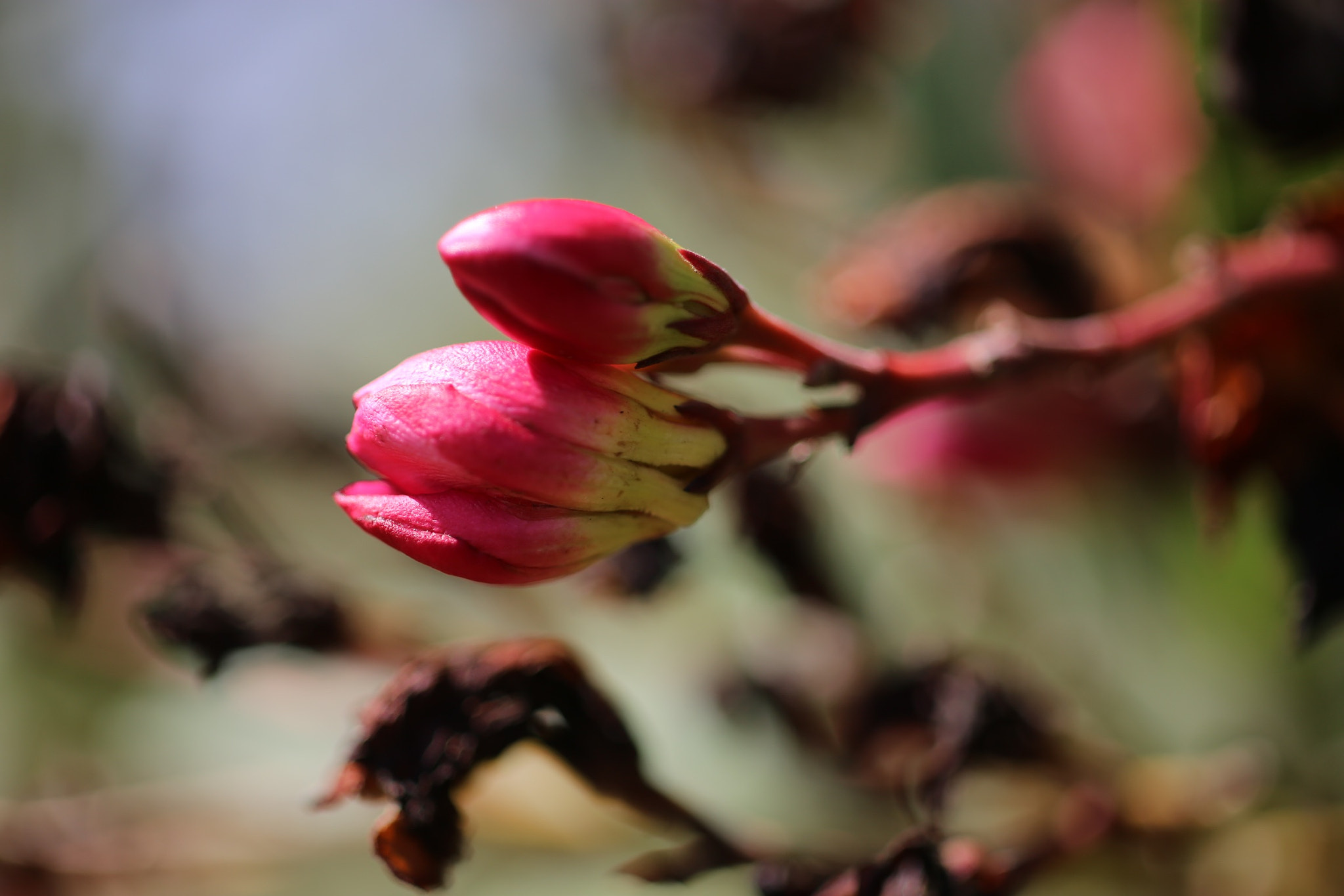 ZEISS Makro-Planar T* 50mm F2 sample photo