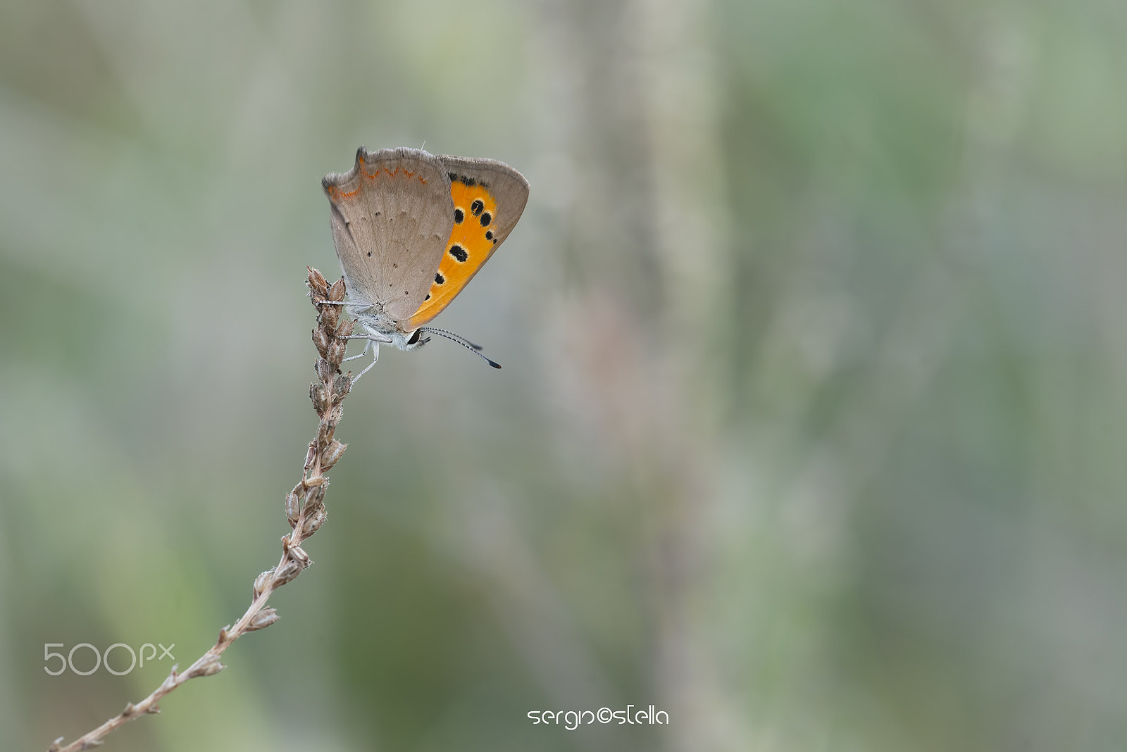 Sigma 150mm F2.8 EX DG Macro HSM sample photo. Lycaena phlaeas_____ photography