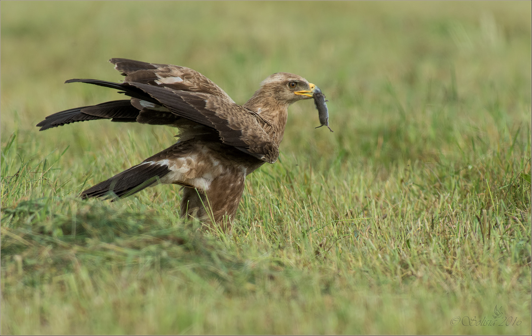 Nikon AF-S Nikkor 300mm F2.8G ED VR II sample photo. Lesser spotted eagle photography