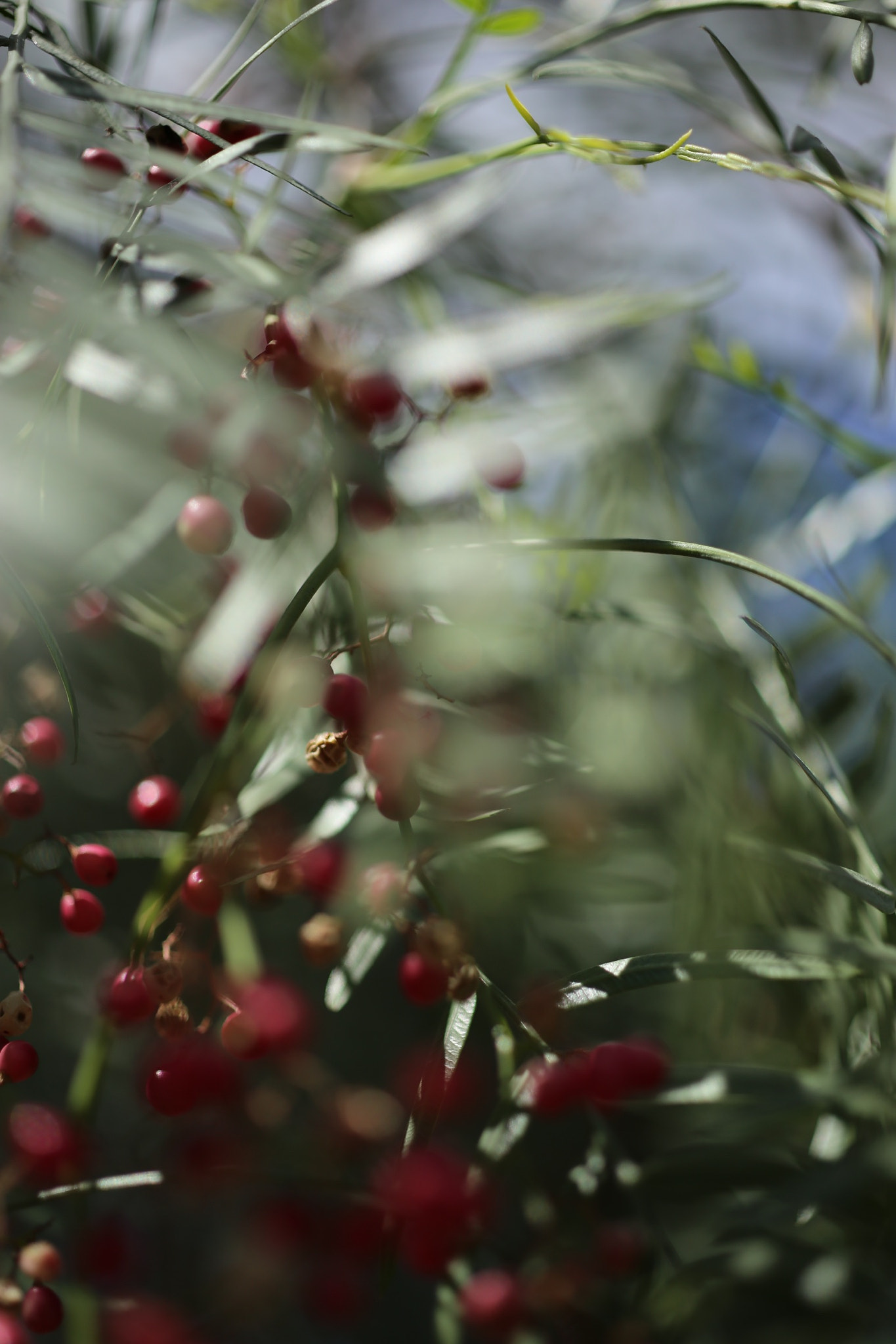 ZEISS Makro-Planar T* 50mm F2 sample photo