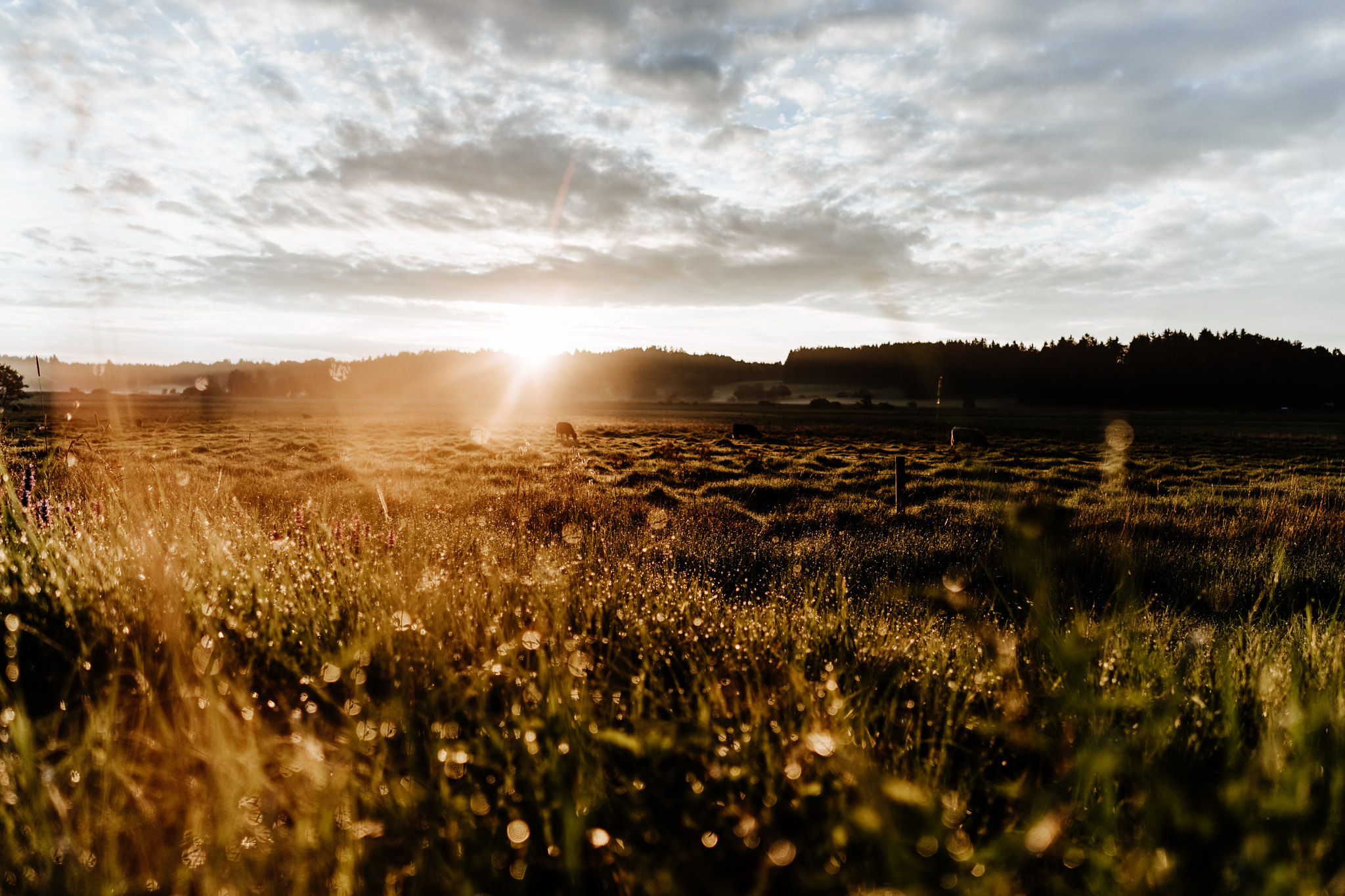 Sony a7 II sample photo. Moor sunrise photography