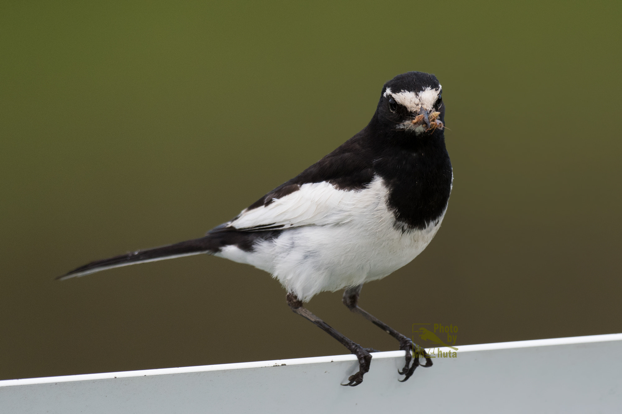 Nikon AF-S Nikkor 800mm F5.6E FL ED VR sample photo. Hard worker photography