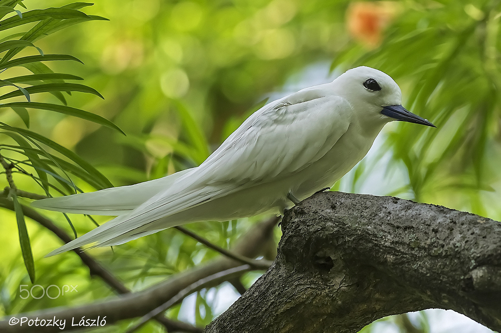 Olympus OM-D E-M1 + OLYMPUS M.300mm F4.0 sample photo. White tern photography