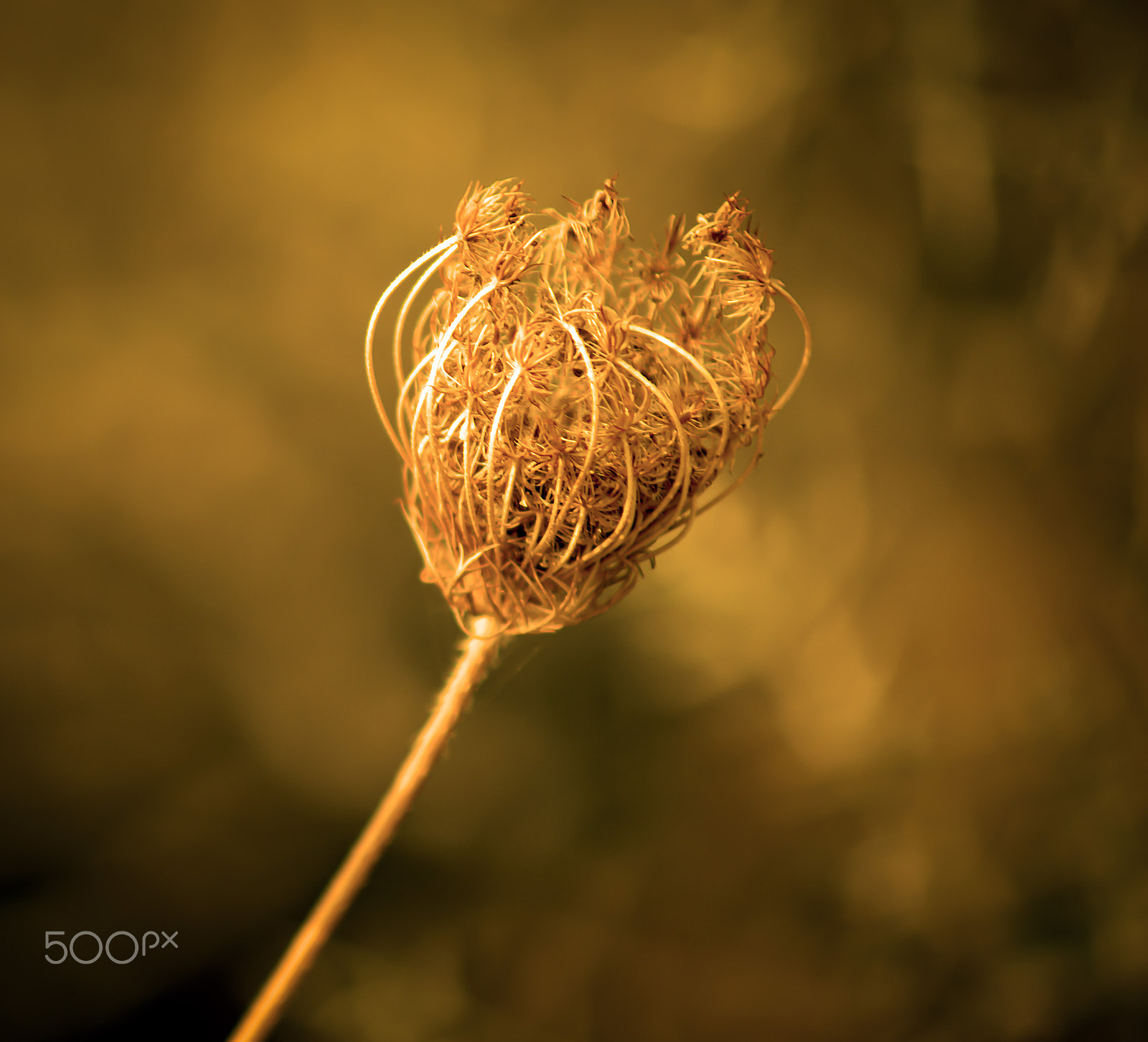 Nikon D800 + AF Zoom-Nikkor 70-210mm f/4 sample photo. End of summer flower photography