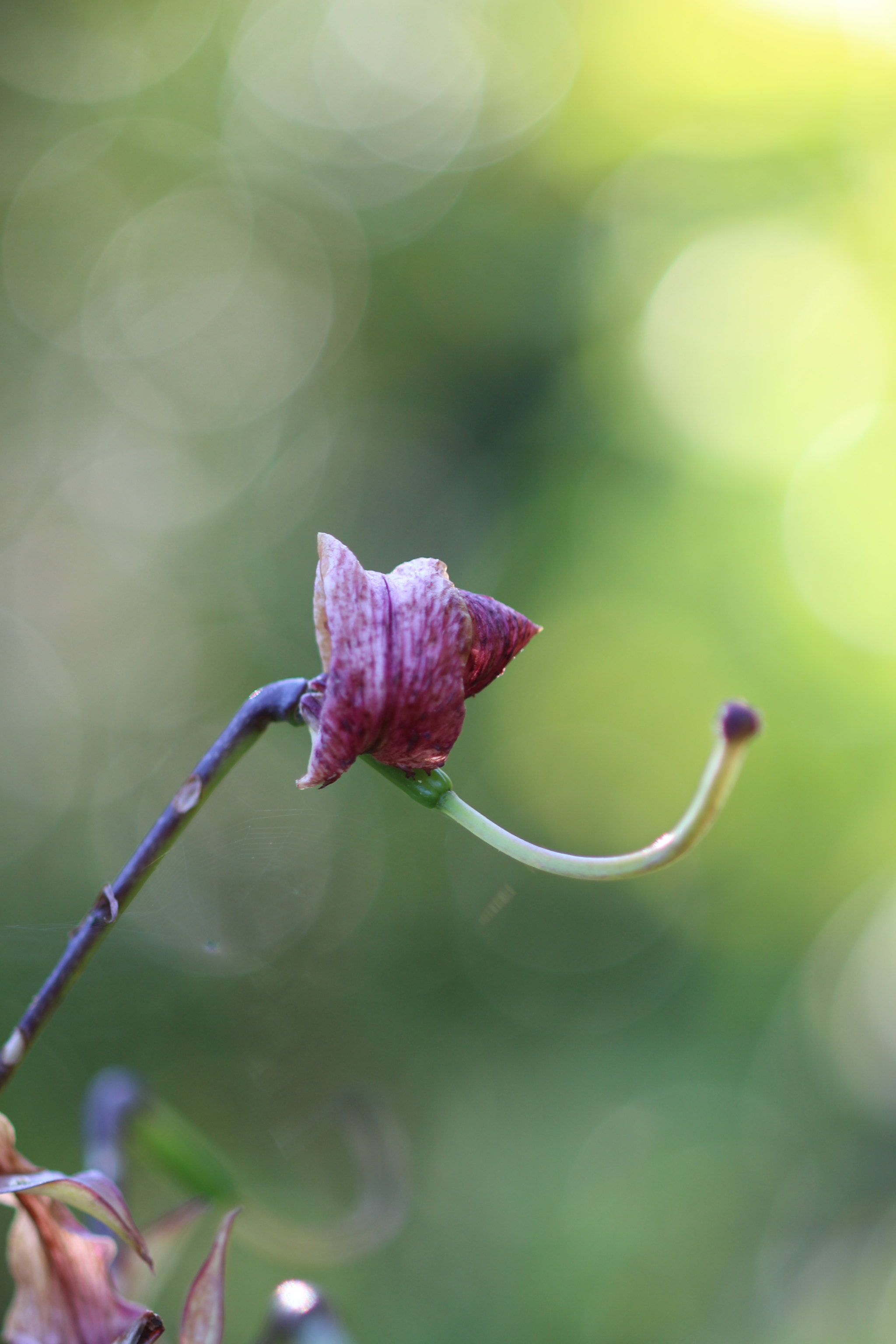 Canon EF 100mm F2.8 Macro USM sample photo. All but gone photography
