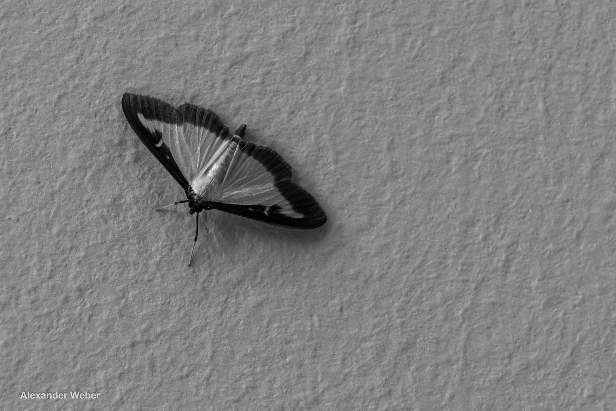 Nikon AF-S Nikkor 24-70mm F2.8E ED VR sample photo. The moth photography