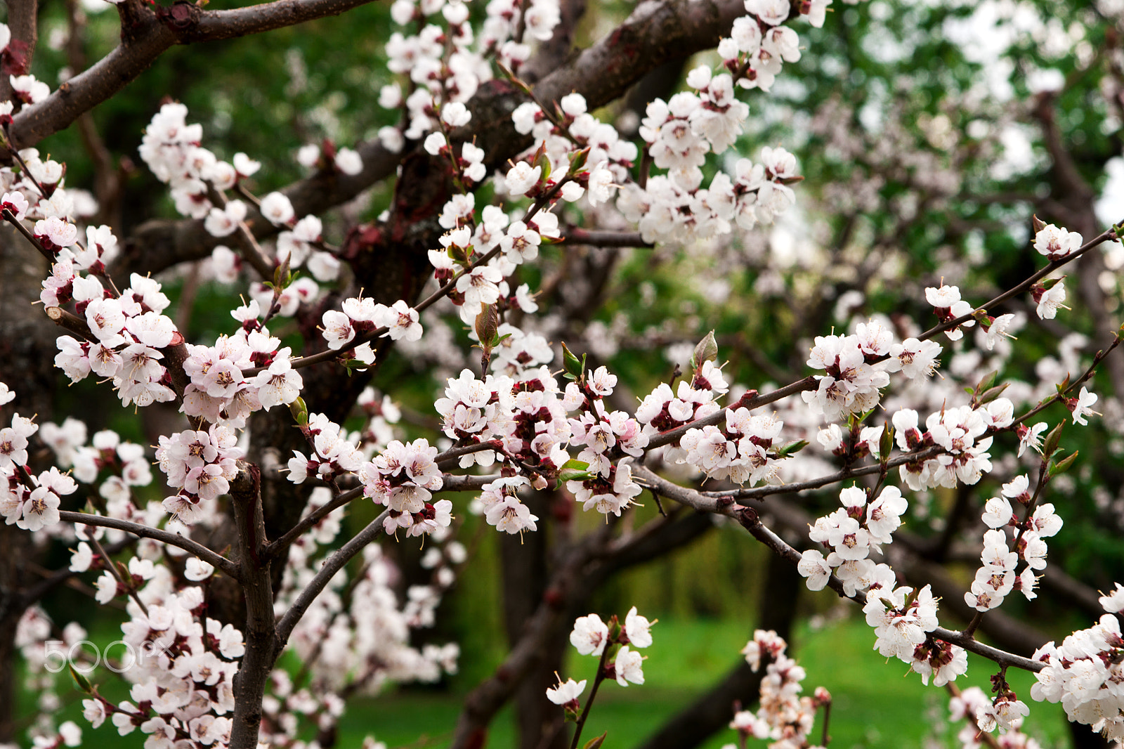 Sony Alpha DSLR-A700 sample photo. Cherry tree blossoms photography