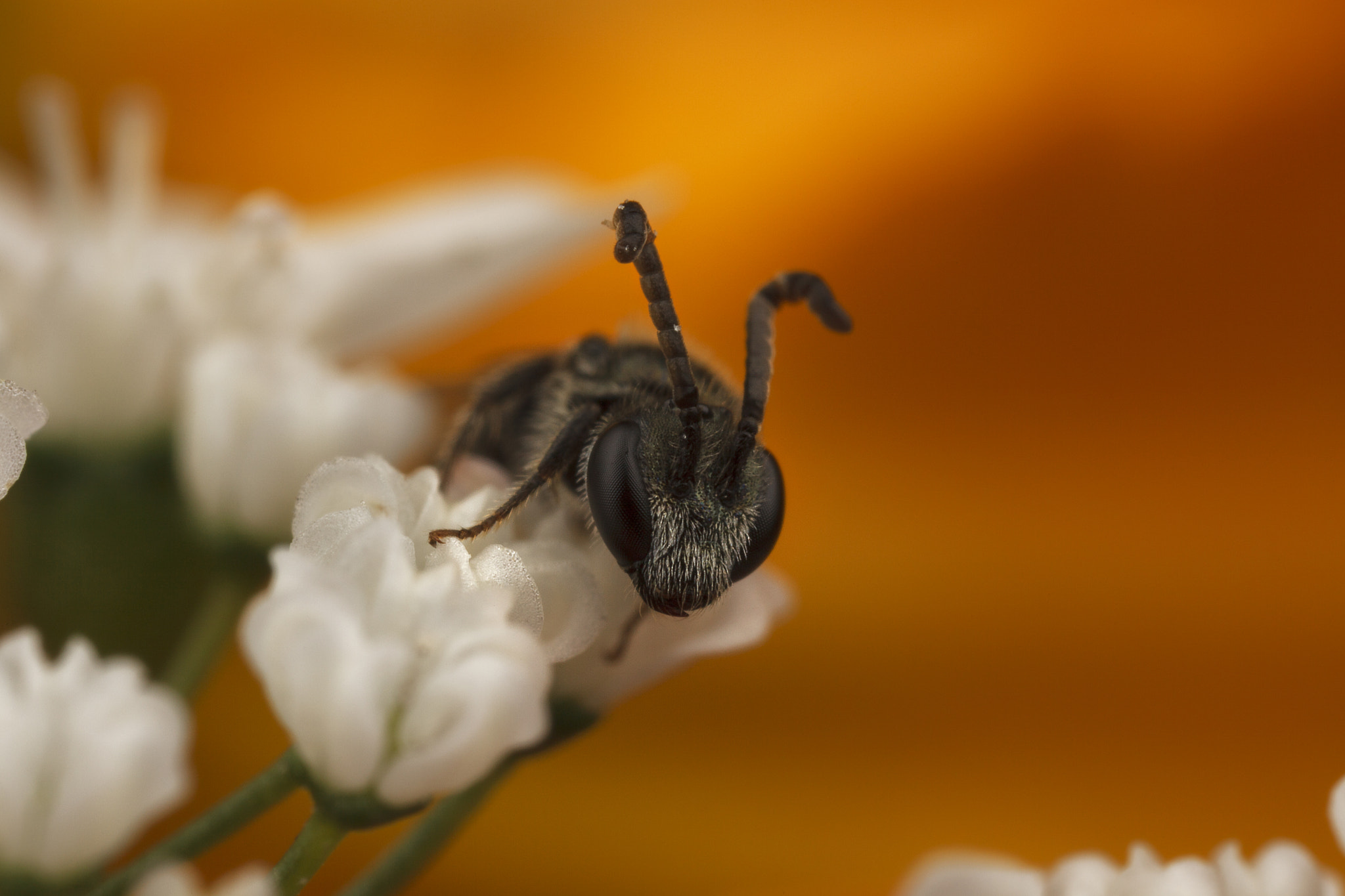 Canon EOS 5D Mark II + Canon MP-E 65mm F2.5 1-5x Macro Photo sample photo. Sweat bee on cilantro. photography