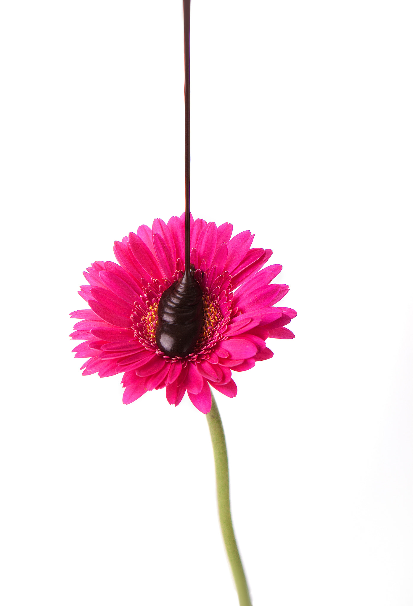 Canon EOS 50D + Canon EF 100mm F2.8L Macro IS USM sample photo. Flower with melted chocolate photography