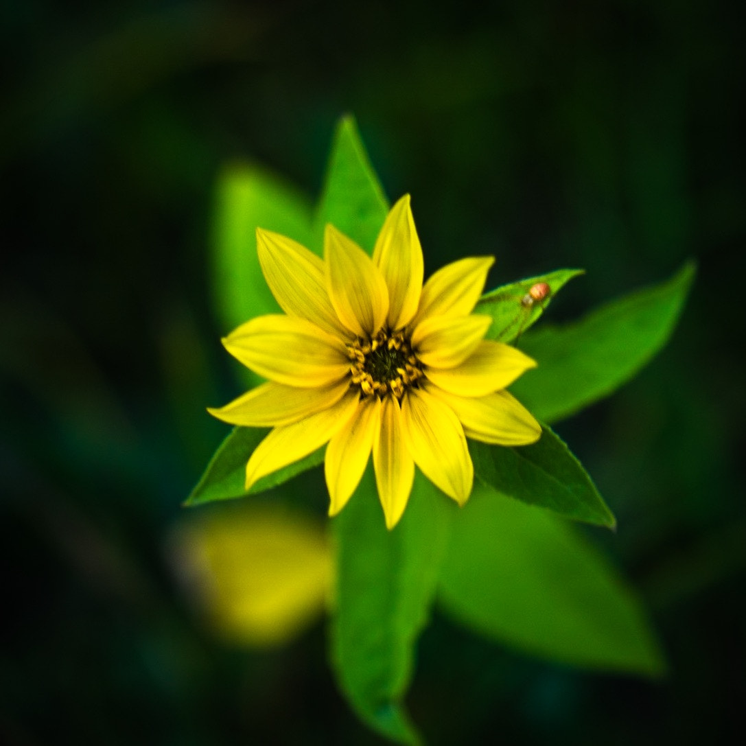 Sony a7R + ZEISS Batis 85mm F1.8 sample photo. Flower photography