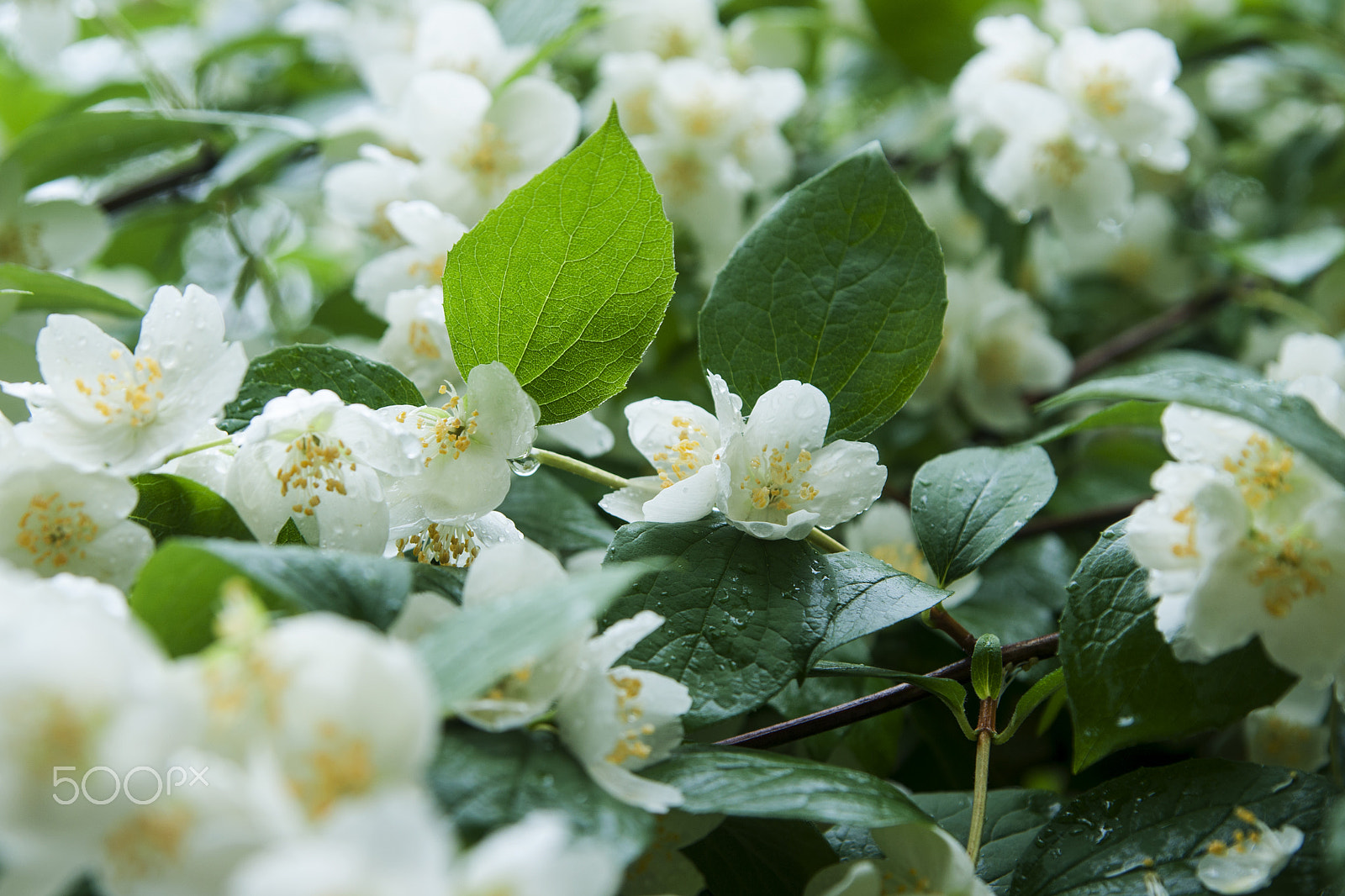 Sony Alpha DSLR-A700 sample photo. Jasmine after rain photography