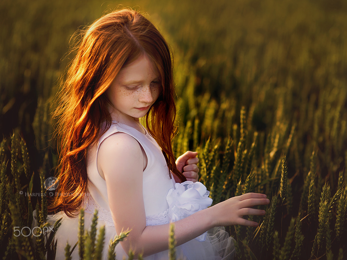 Nikon D800E + Sigma 85mm F1.4 EX DG HSM sample photo. Last rays of summer photography