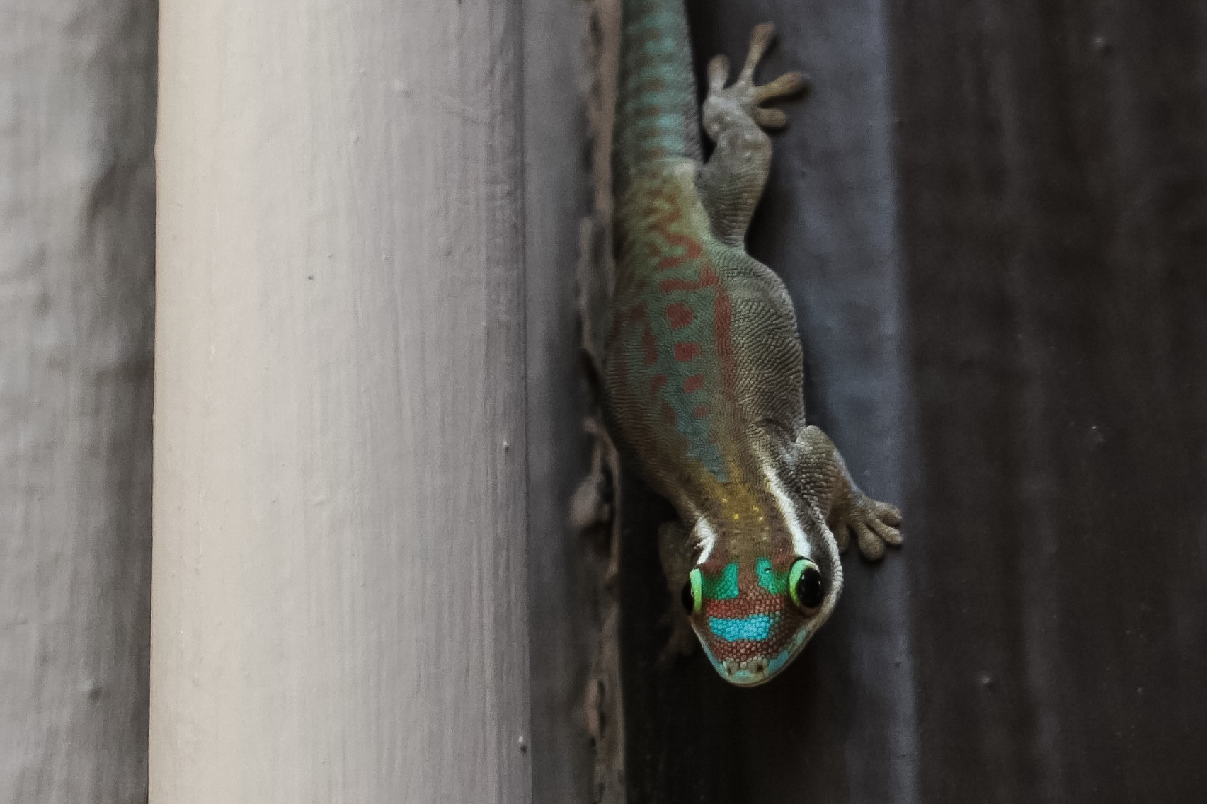Canon EF-S 18-55mm F3.5-5.6 IS II sample photo. Colourfull gecko photography