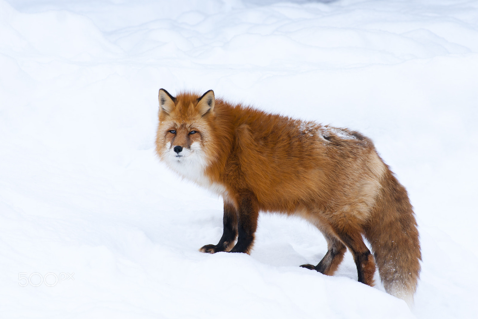 Minolta/Sony AF 70-200mm F2.8 G sample photo. Fox on the winter snow photography
