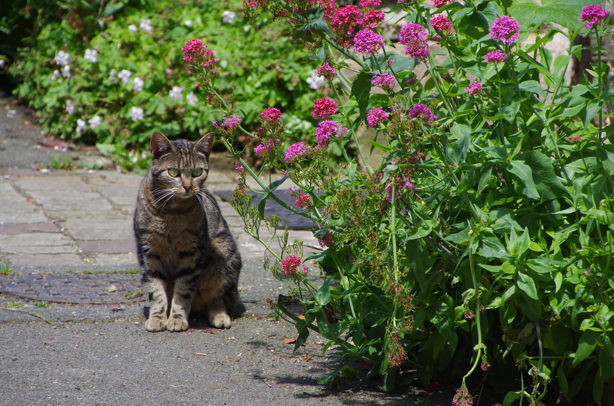 Pentax K-30 sample photo. Sainte-suzanne photography