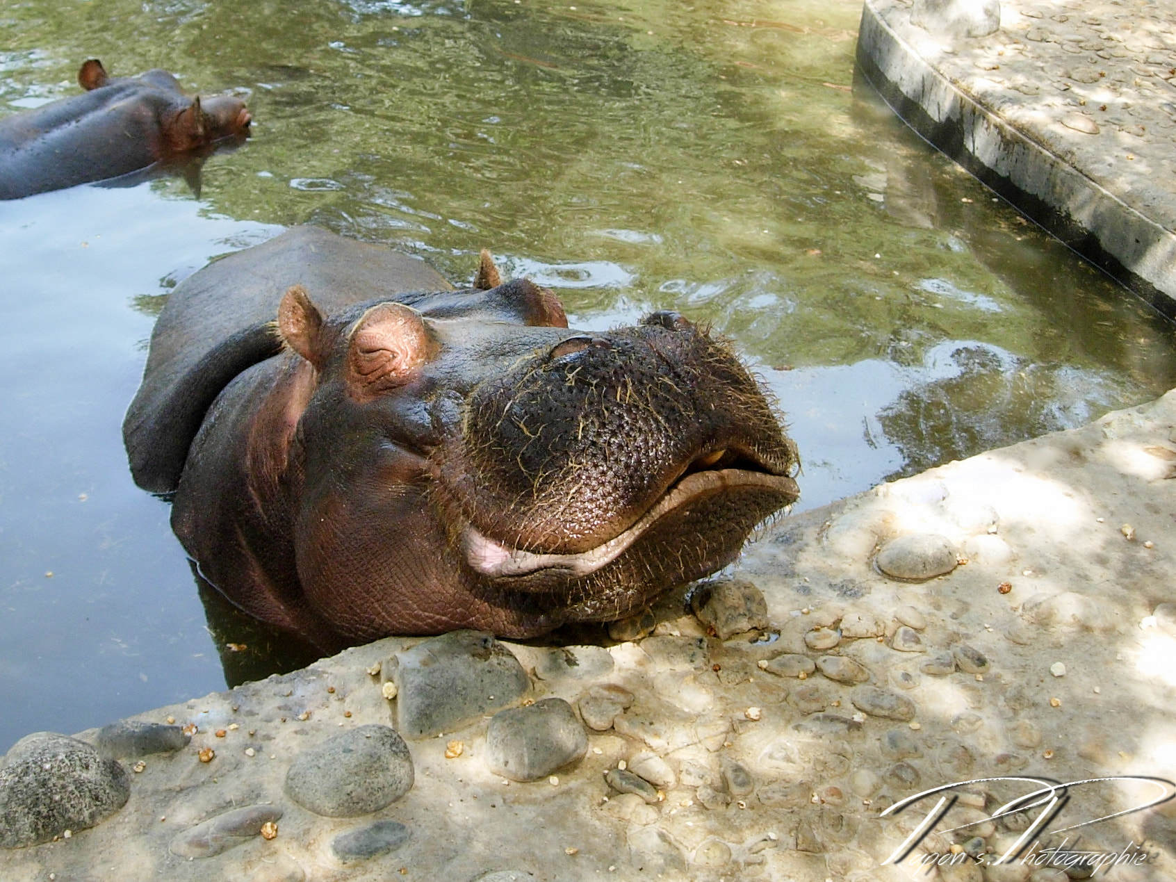 Nikon E4200 sample photo. Hippopotame photography