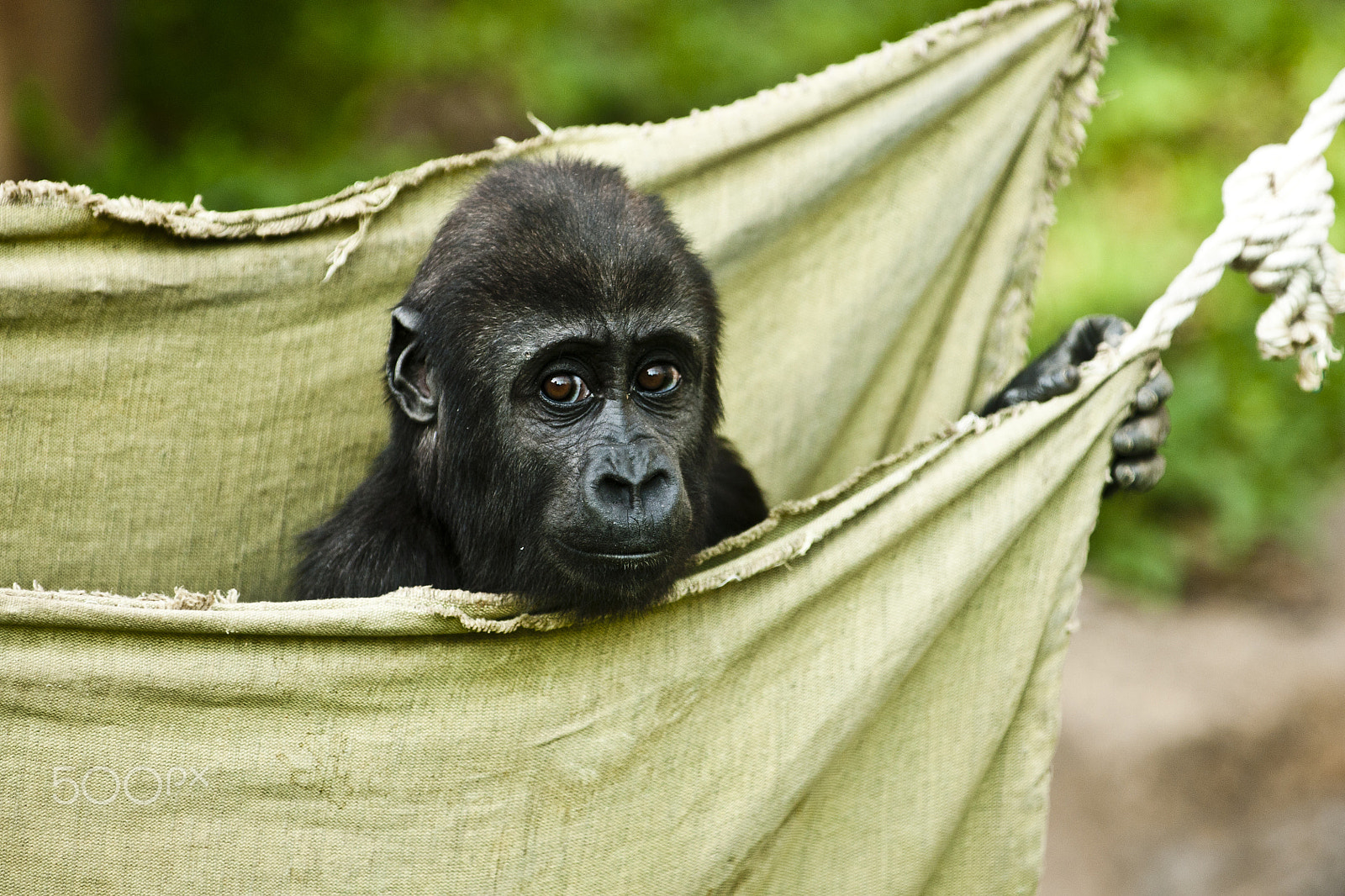 Sony Alpha DSLR-A700 sample photo. Gorilla baby in the bag photography