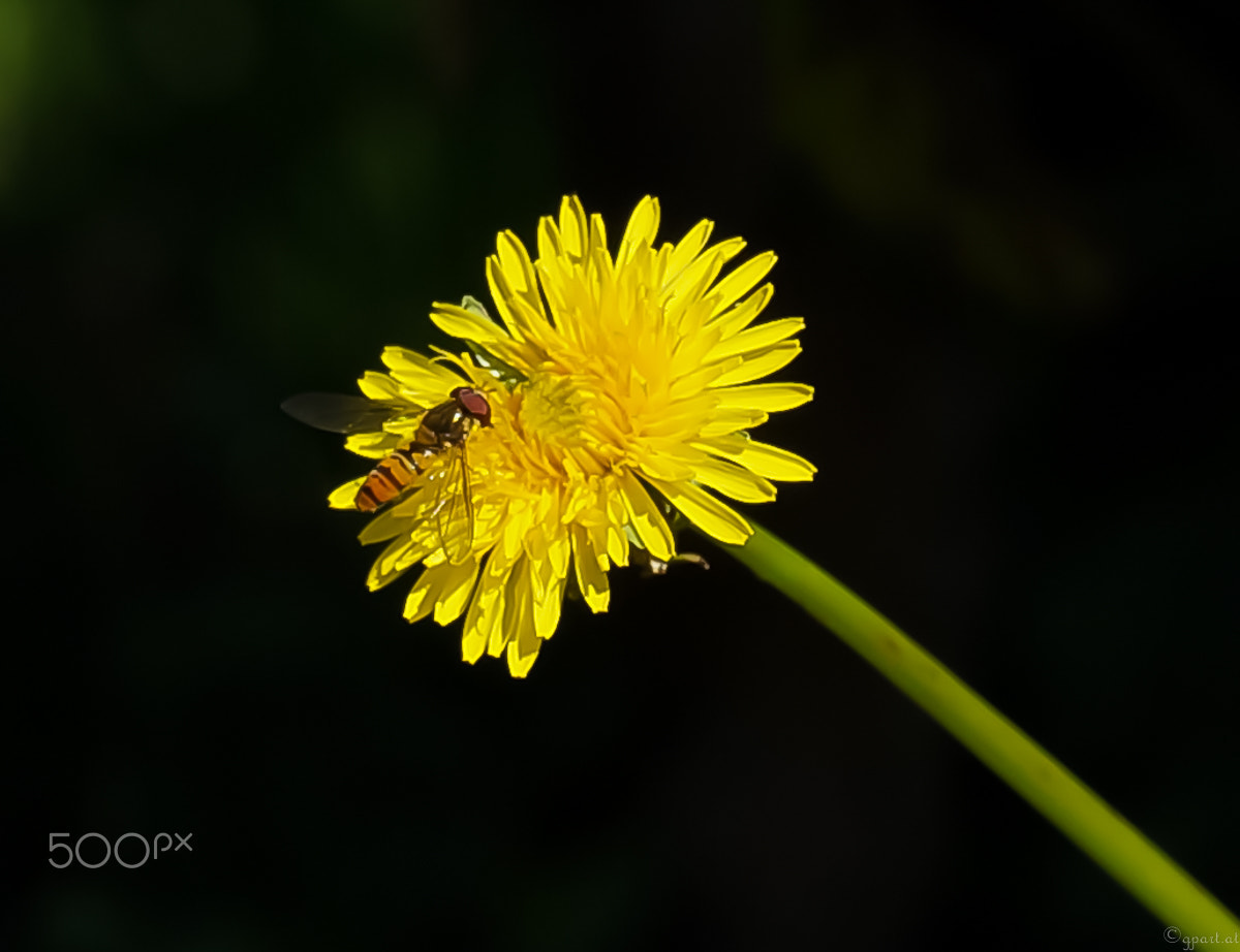 Sony a99 II + Minolta AF 100mm F2.8 Macro [New] sample photo. Brown on yellow on black photography